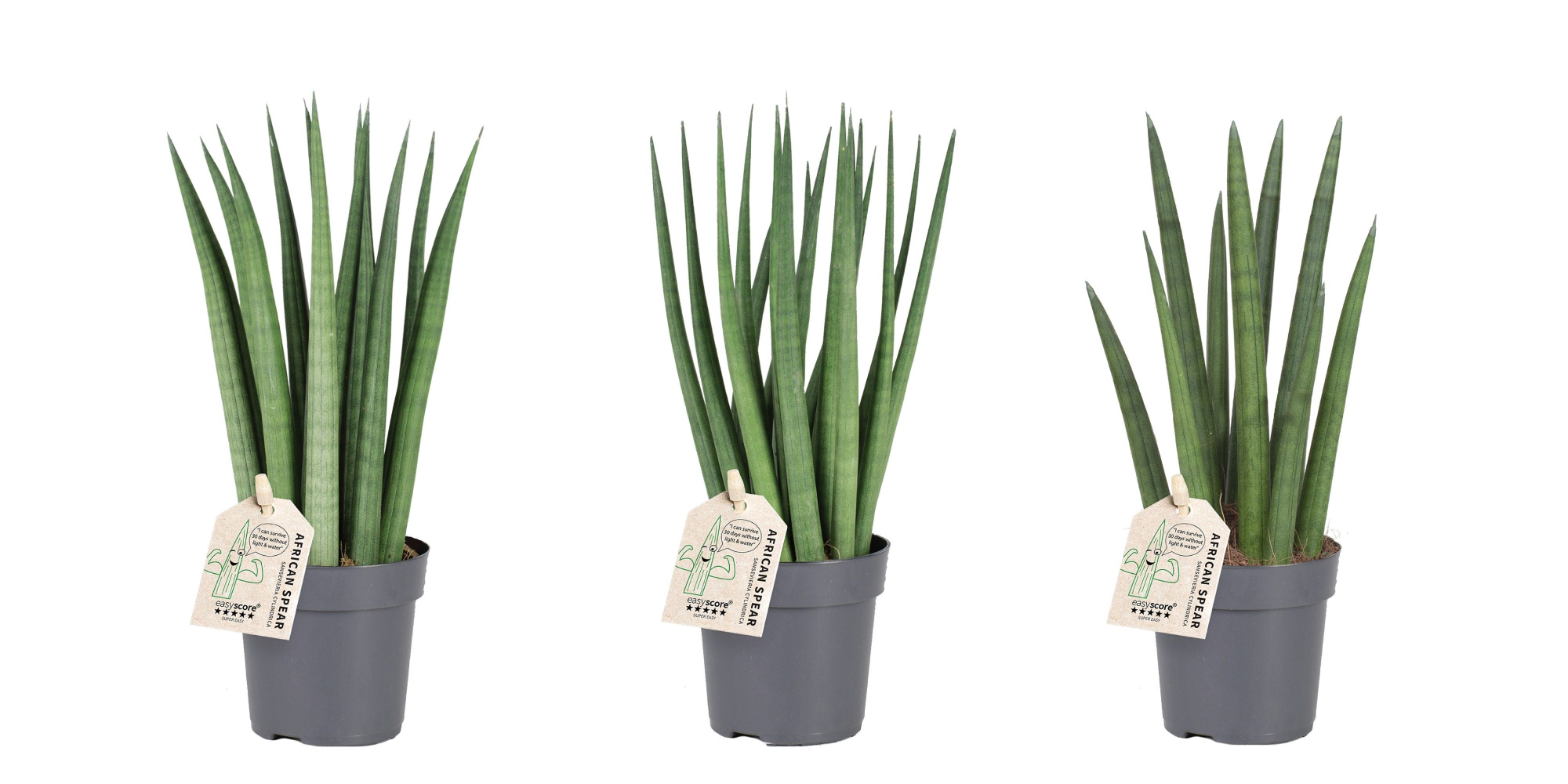 Sansevieria cylindrica mix, D 11 cm