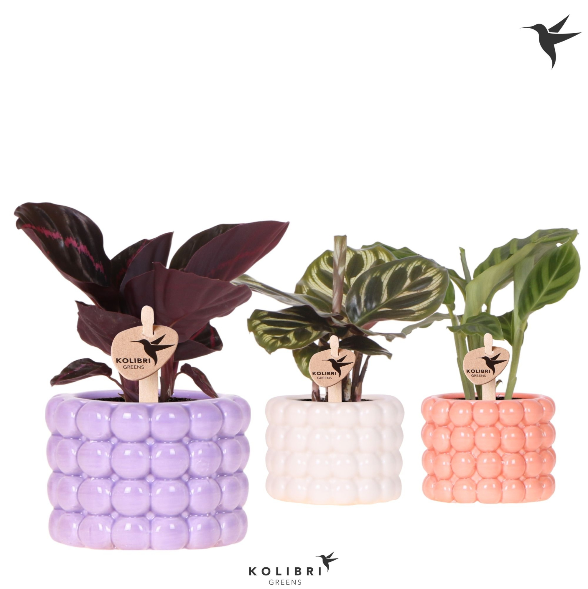 Kolibri Greens Calathea mix in Poppy pot mix, D 6 cm