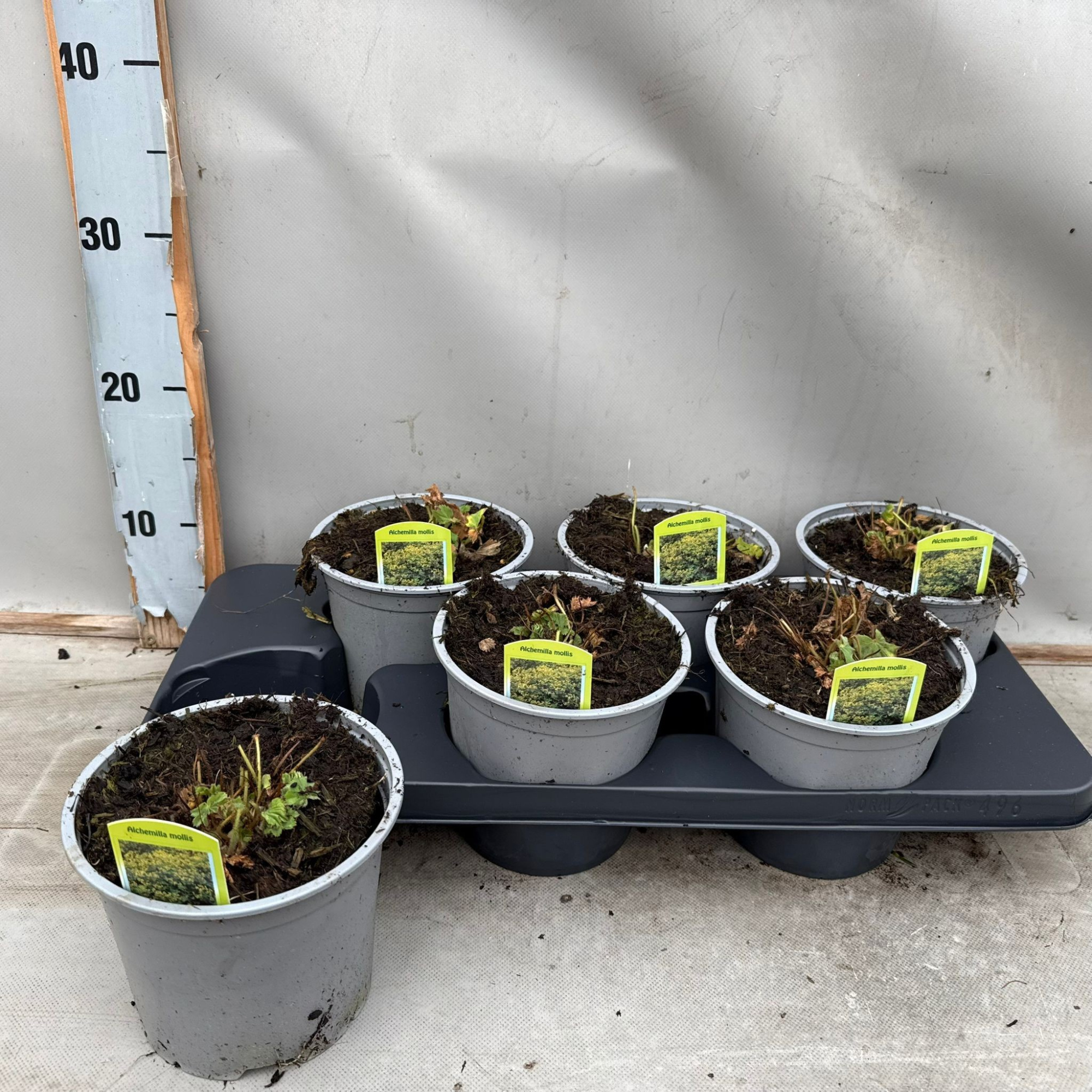 Alchemilla mollis, D 15