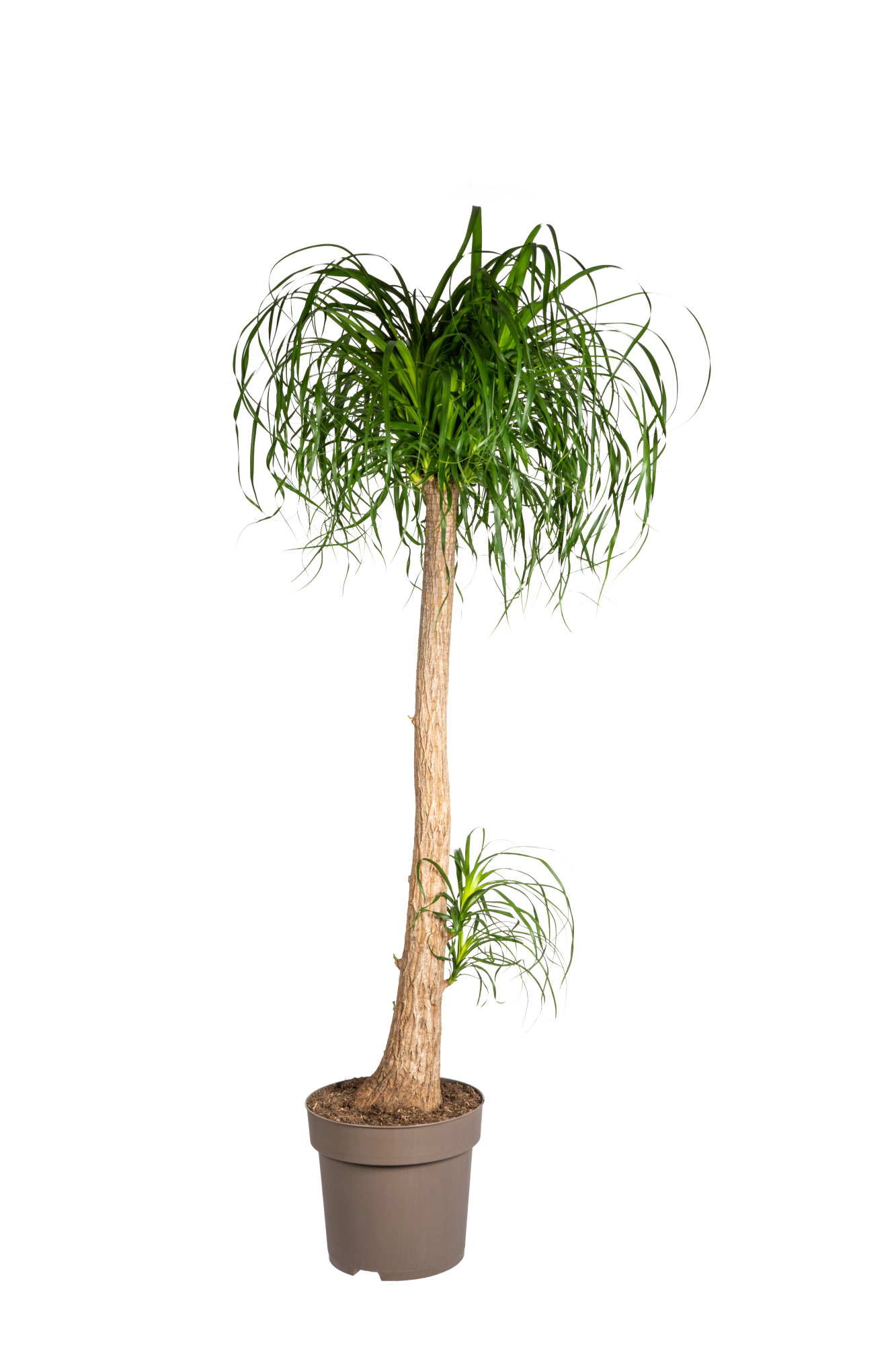 Beaucarnea Stamm T40, D 40