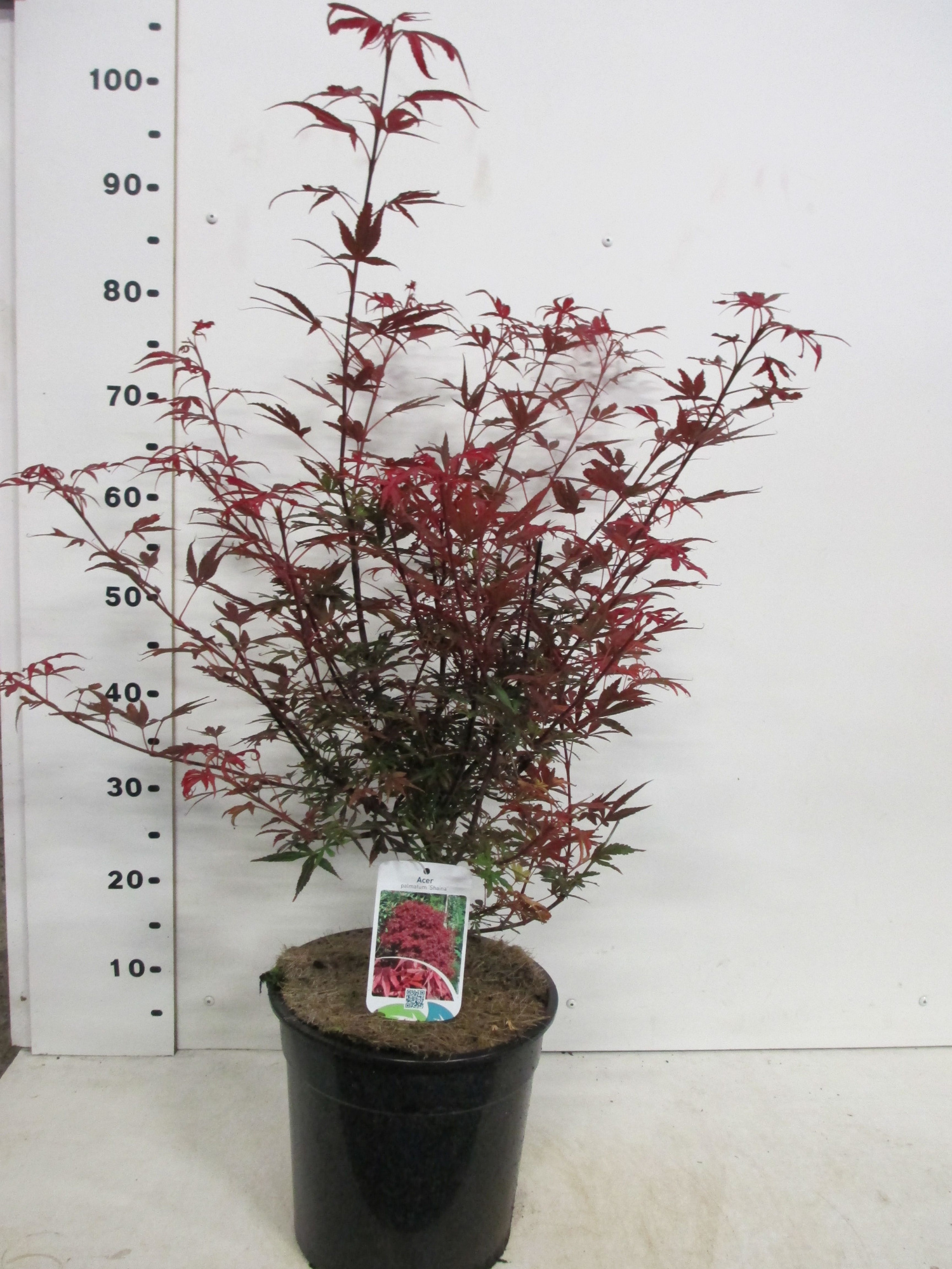 Acer palm. Shaina 50-60 P28, D 28