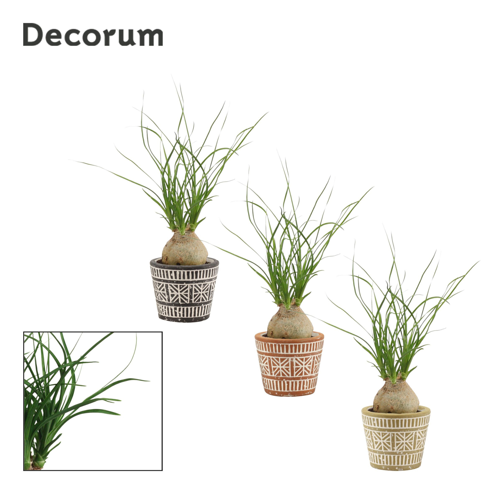 Beaucarnea bol 6 cm in Claire (Neo Architect-collection), D 6 cm