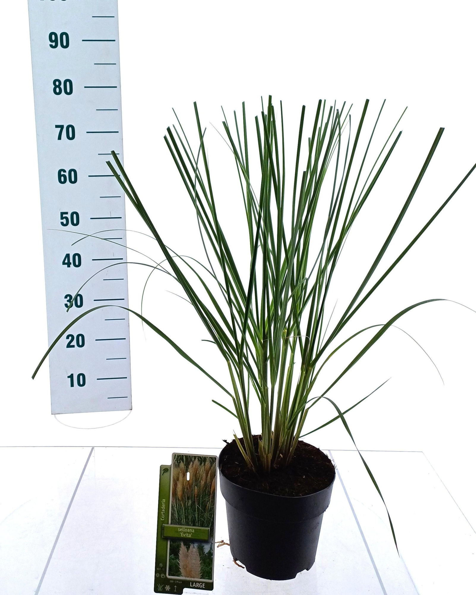 Cortaderia selloana 'Evita', D 19