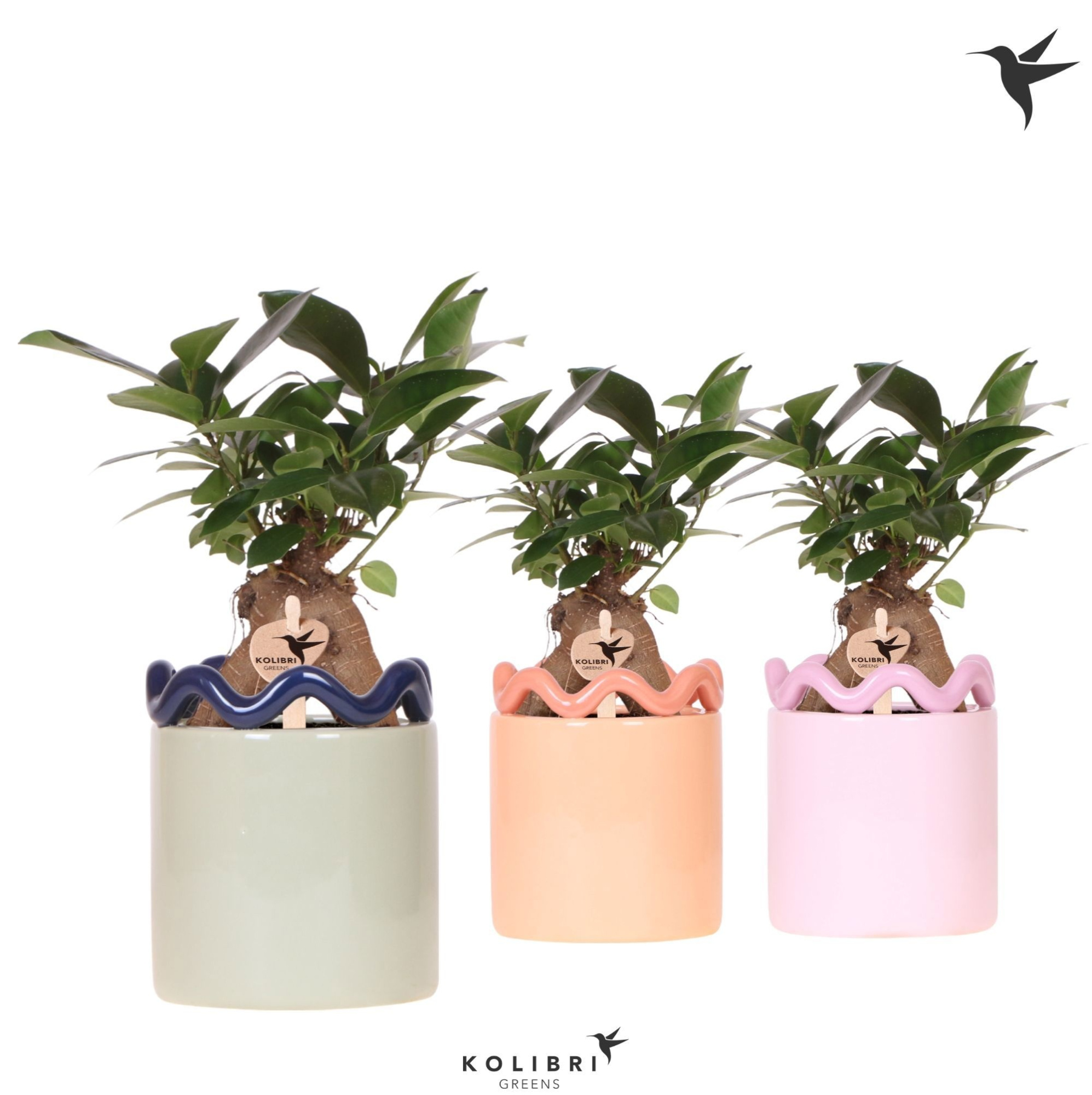 Kolibri Greens Ficus Ginseng Retusa in Funky pot mix, D 9 cm
