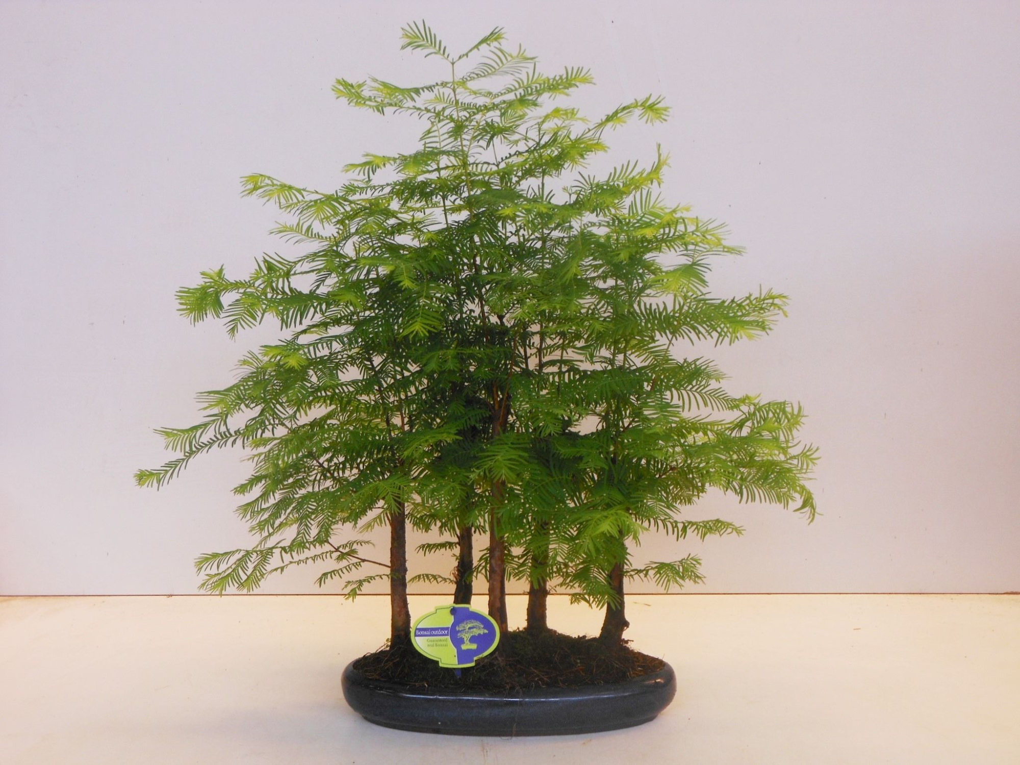 Metasequoia glyptostroboides, 30 cm., group 5 stem, D 30 cm