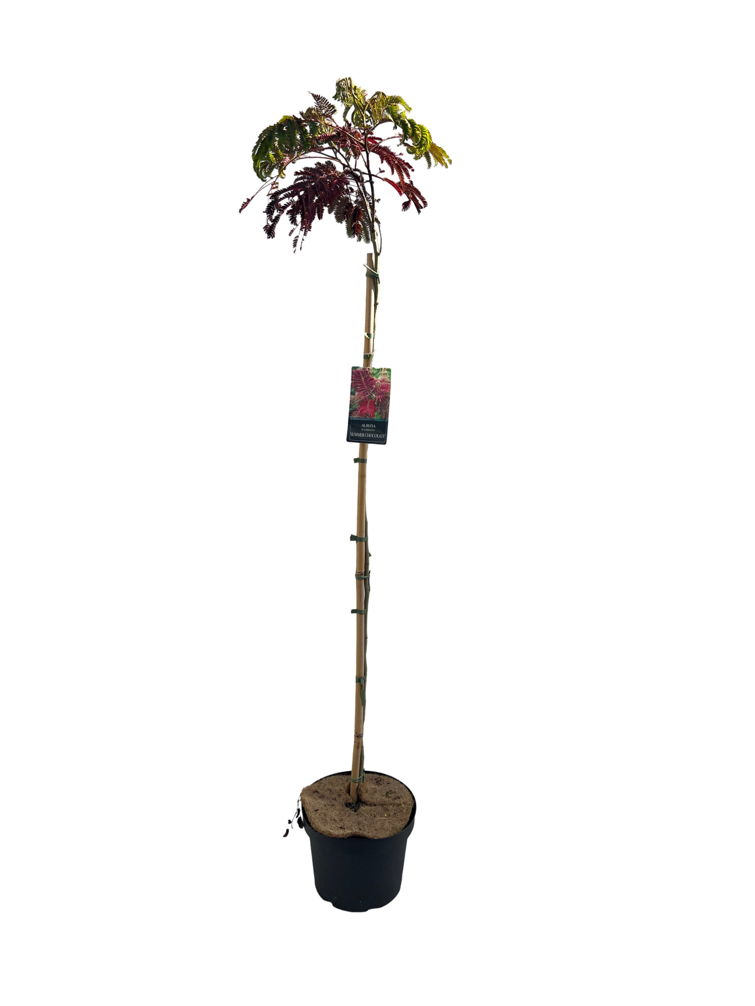 Albizia 'Summer Chocolate' Stam 150cm, D 27 cm