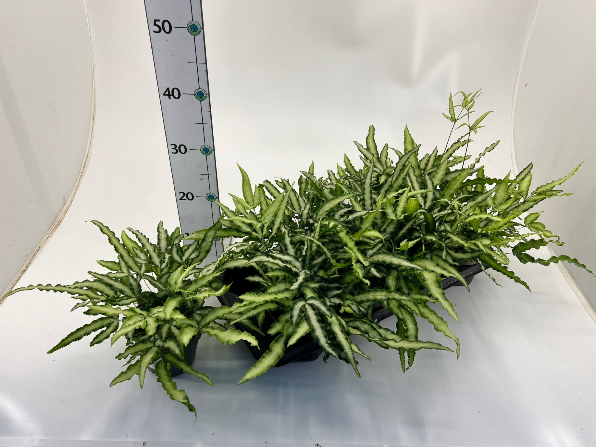 Farn/ Pteris 'Albolinèata', D 12