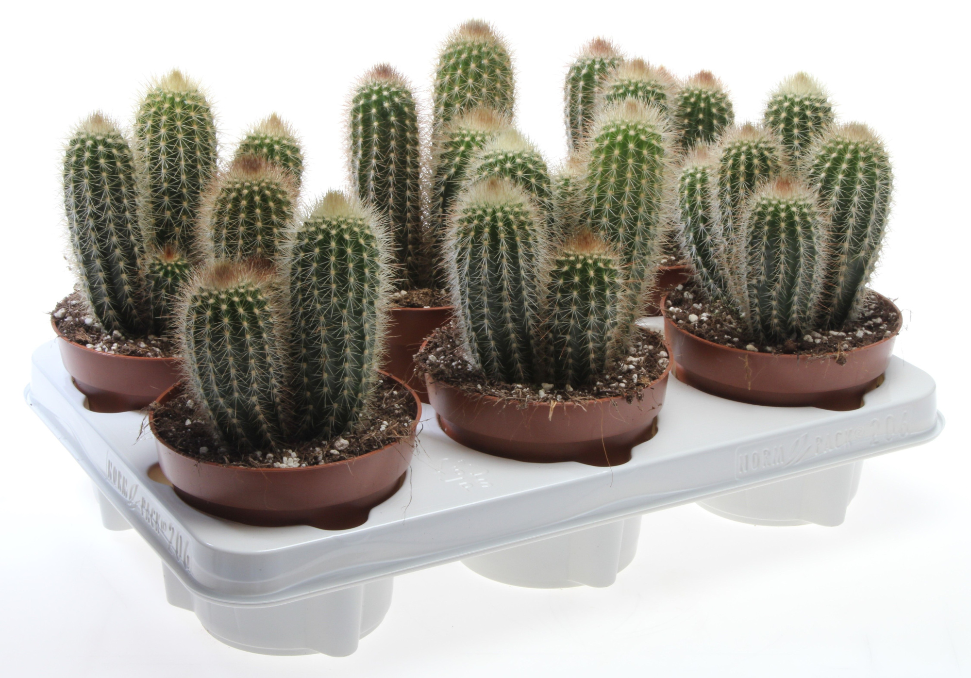 Pilosocereus chrysostele, D 12 cm