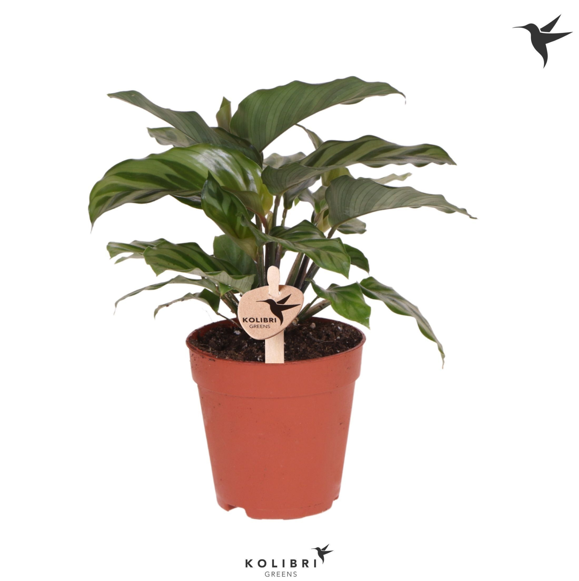 Kolibri Greens Calathea Freddie, D 9 cm