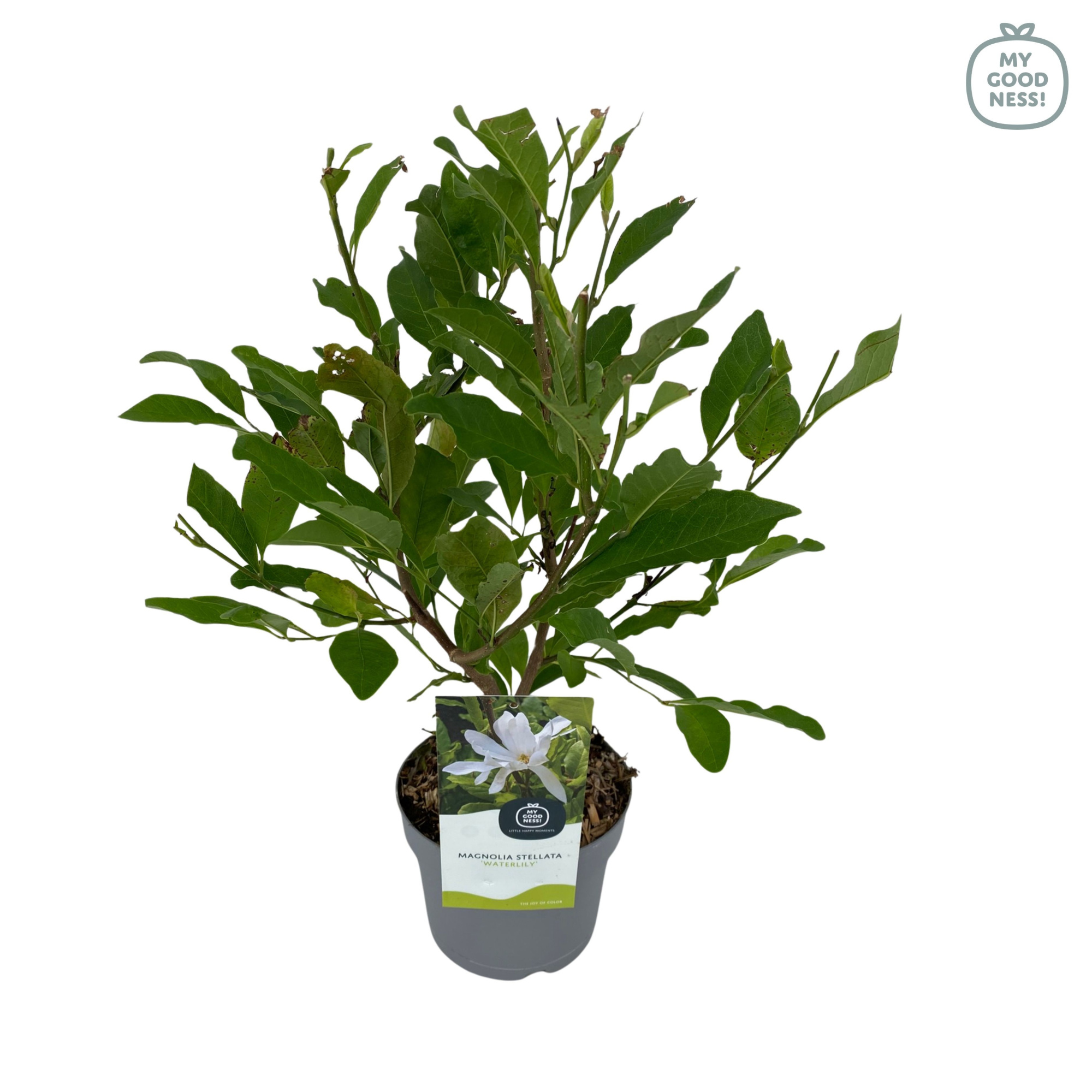 Magnolia Stellata p17 'Waterlilly', D 17