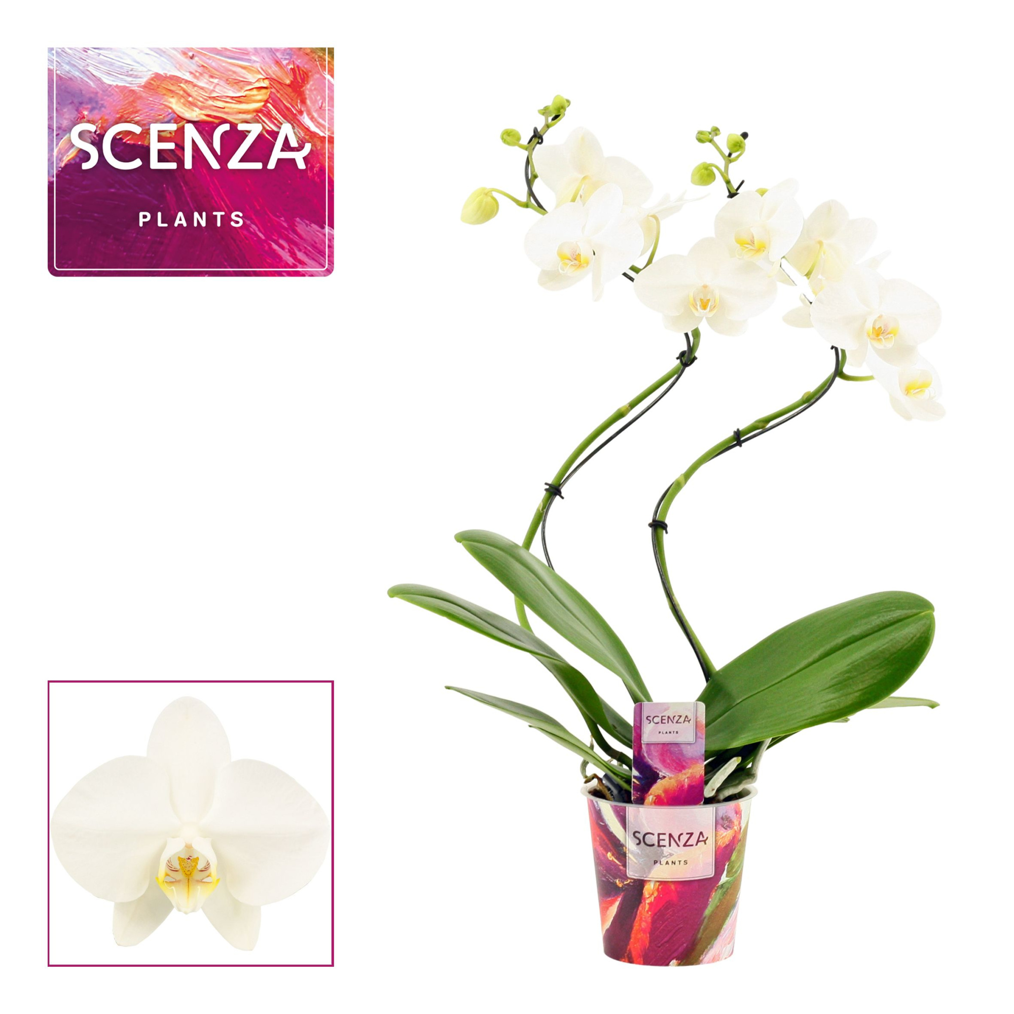 Phalaenopsis hurricane wit (Scenza), D 12