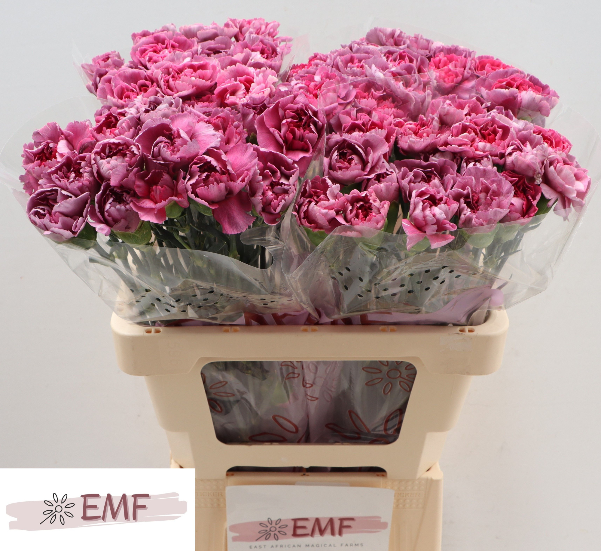 Диантус од. Гипноз (фиолет.), шт.