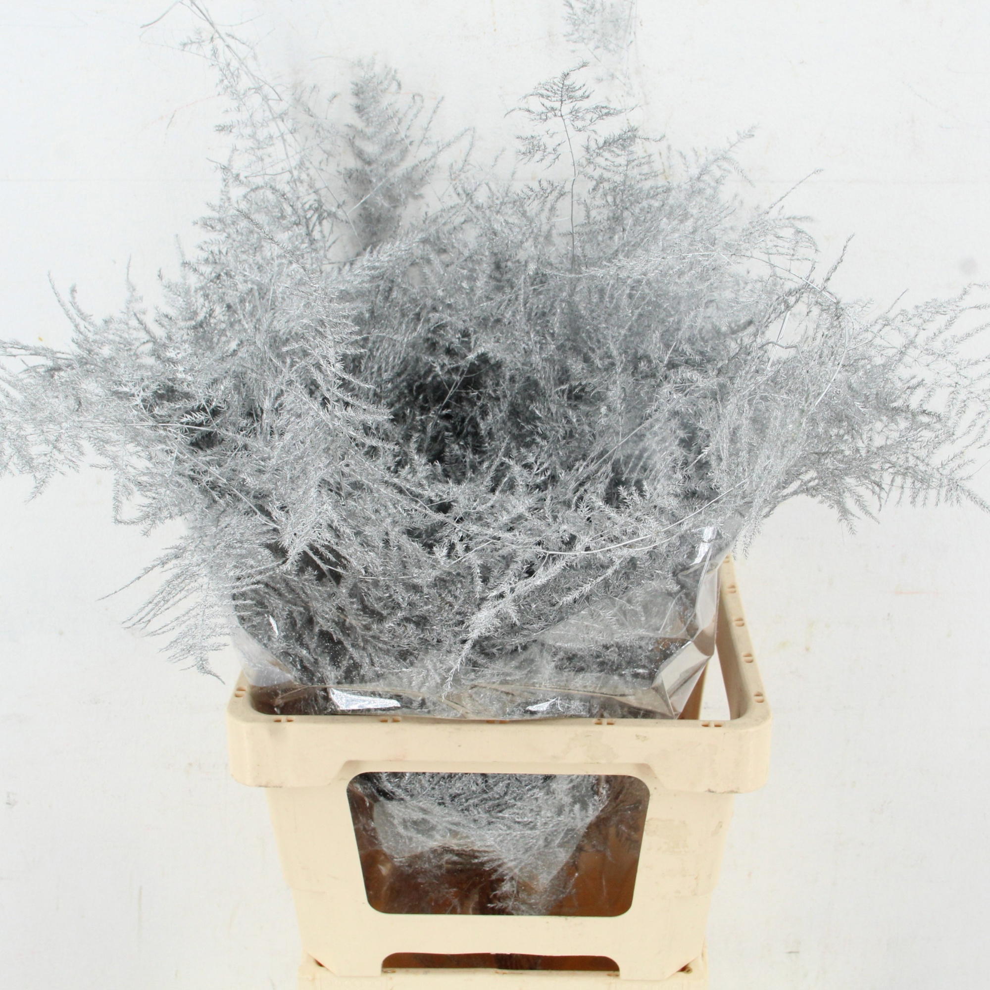 Аспарагус Овериг Крашеный (краш. ) 60, шт.