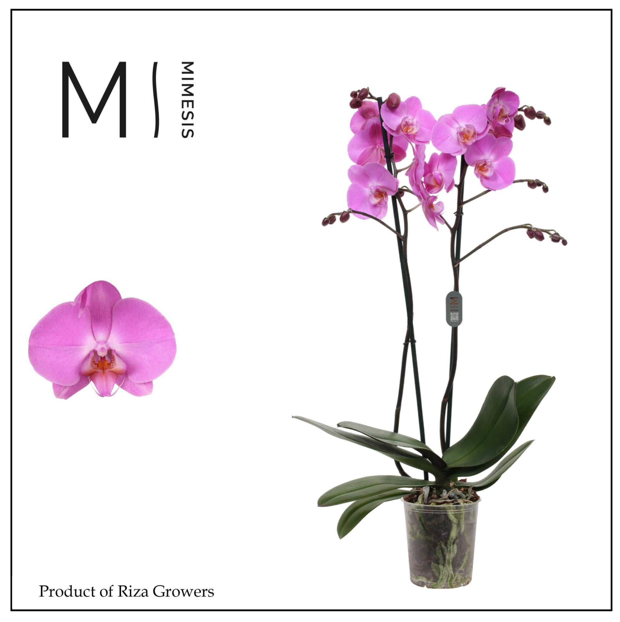 Phalaenopsis Las Palmas 2 spike - 12cm | Mimesis, D 12 cm