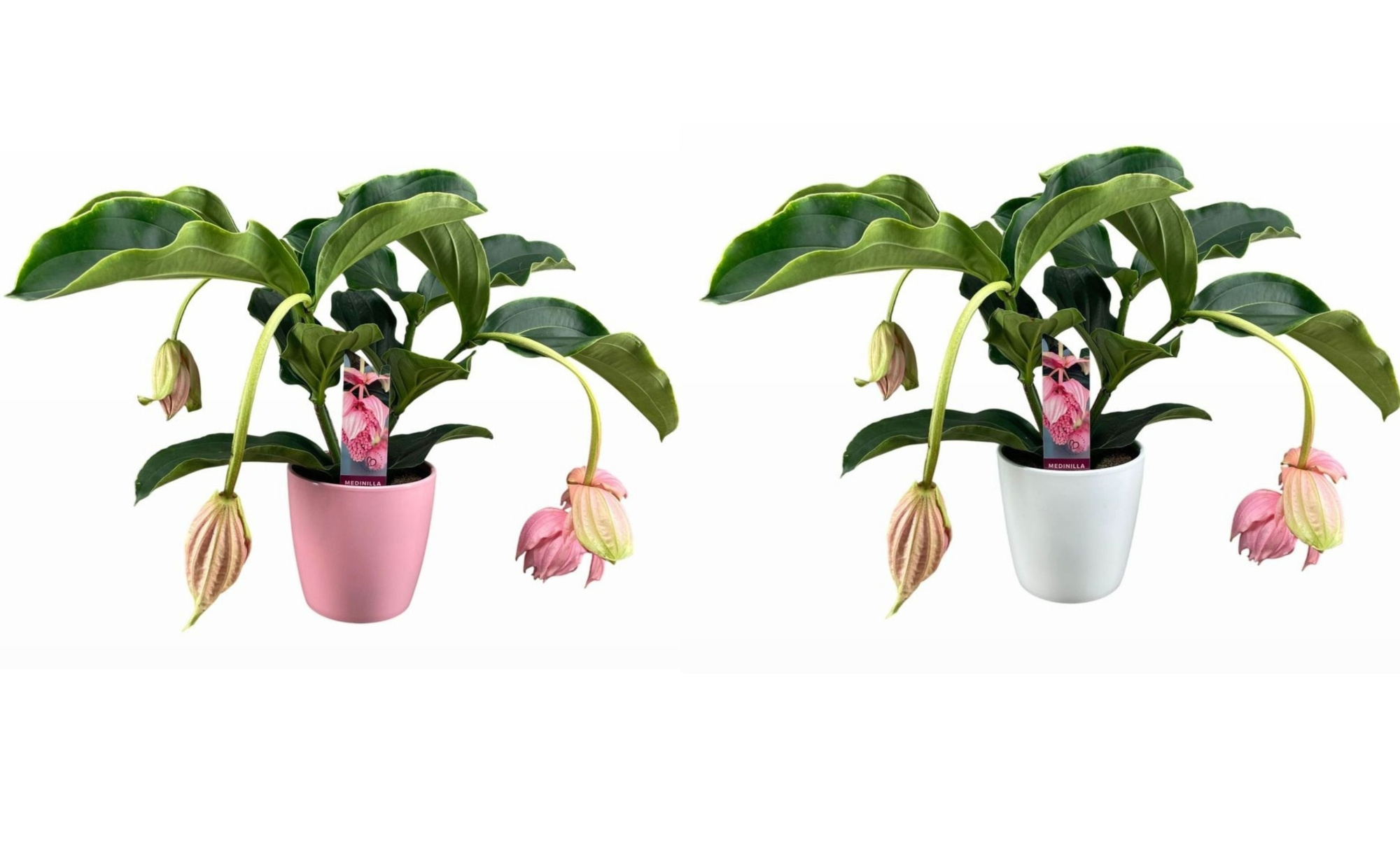 Medinilla Magnifica 2 etage 3/4 knop in mix keramiek, D 19
