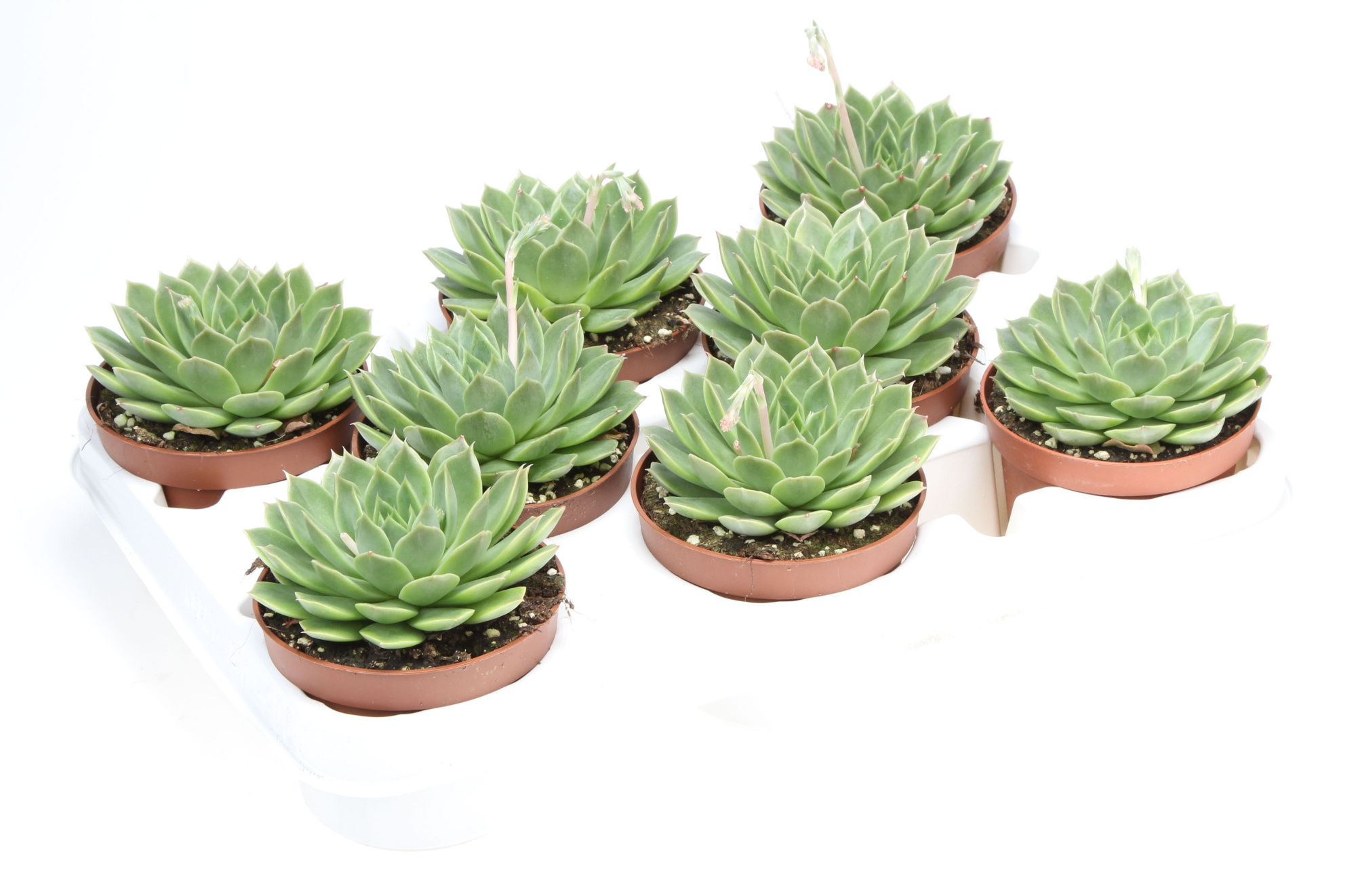 Echeveria miranda flat, D 10,5