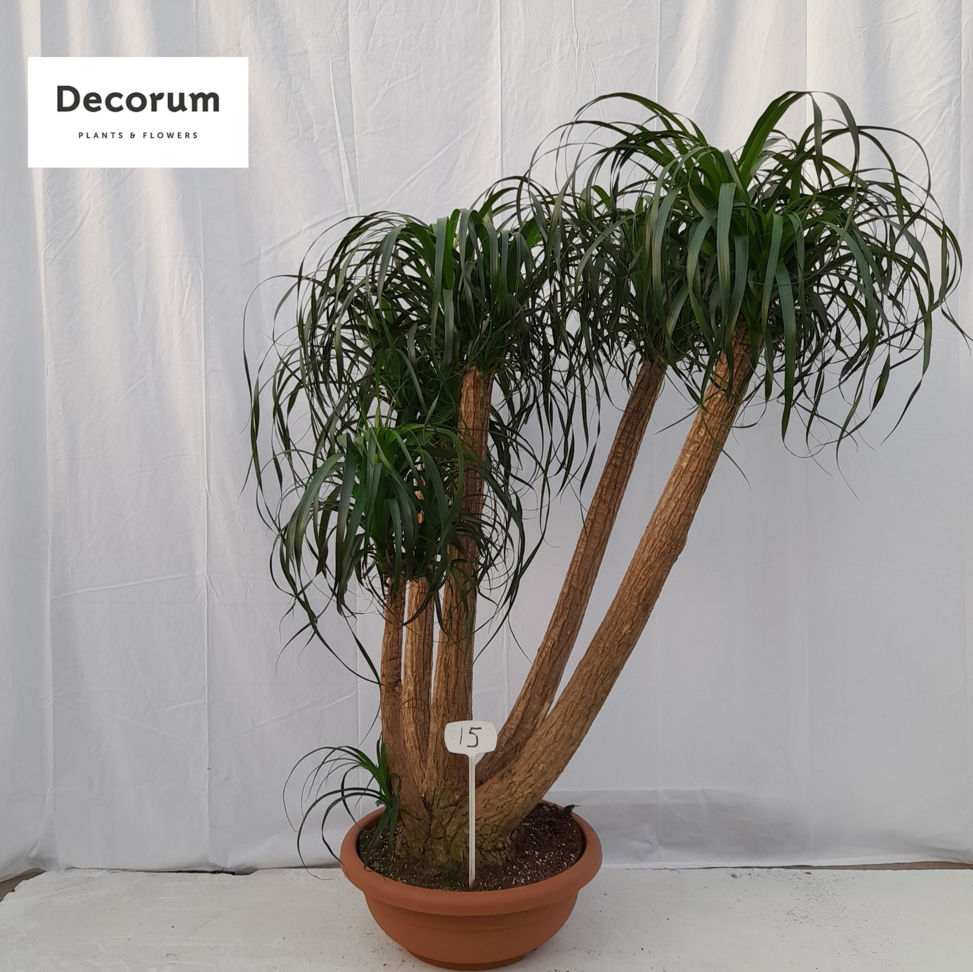 Beaucarnea vertakt op nummer 15, D 55