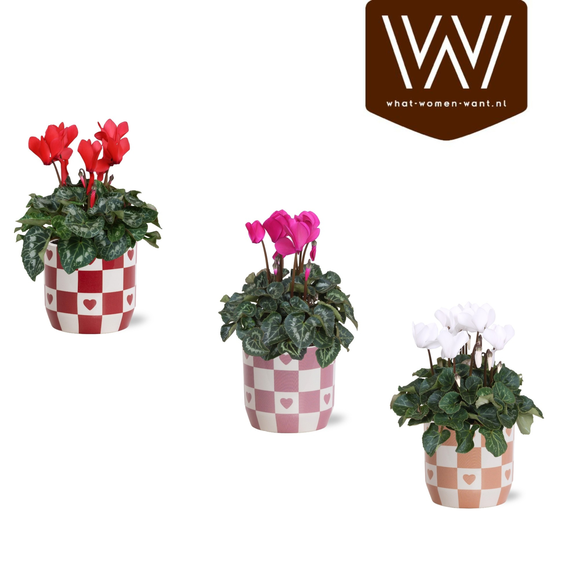 Collectie 'Sympathetic Moods' Cyclamen in Keramiek Rosie, D 12