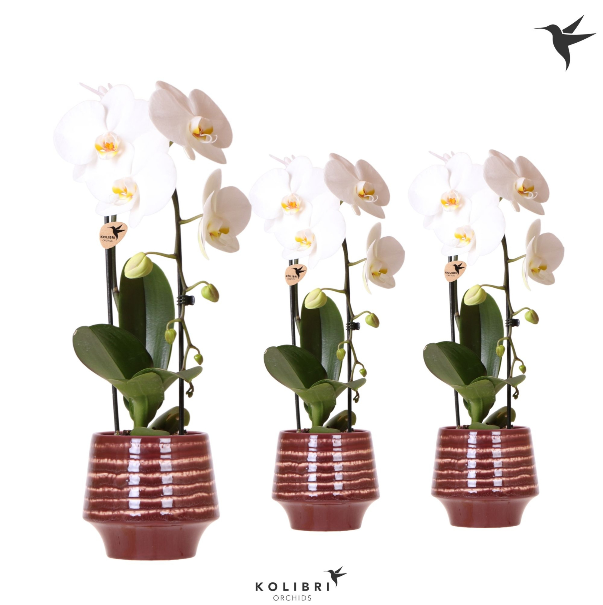 Kolibri Orchids Cascade Niagara Fall white 1 spike in Moonstone pot red, D 12 cm