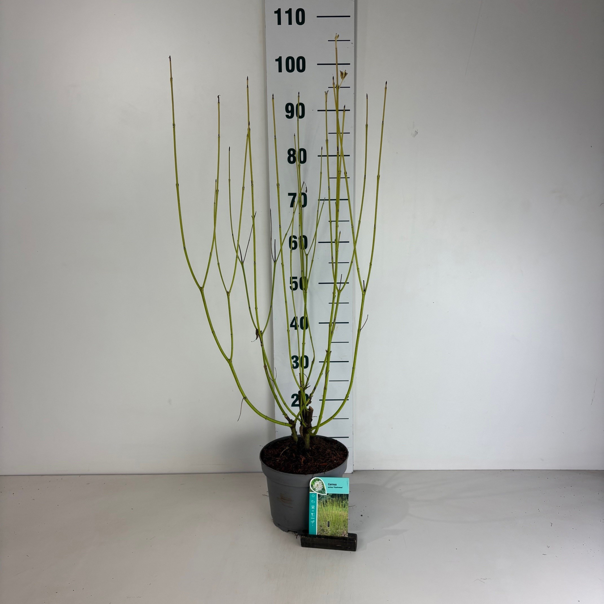 Cornus sericea Flaviramea, D 20