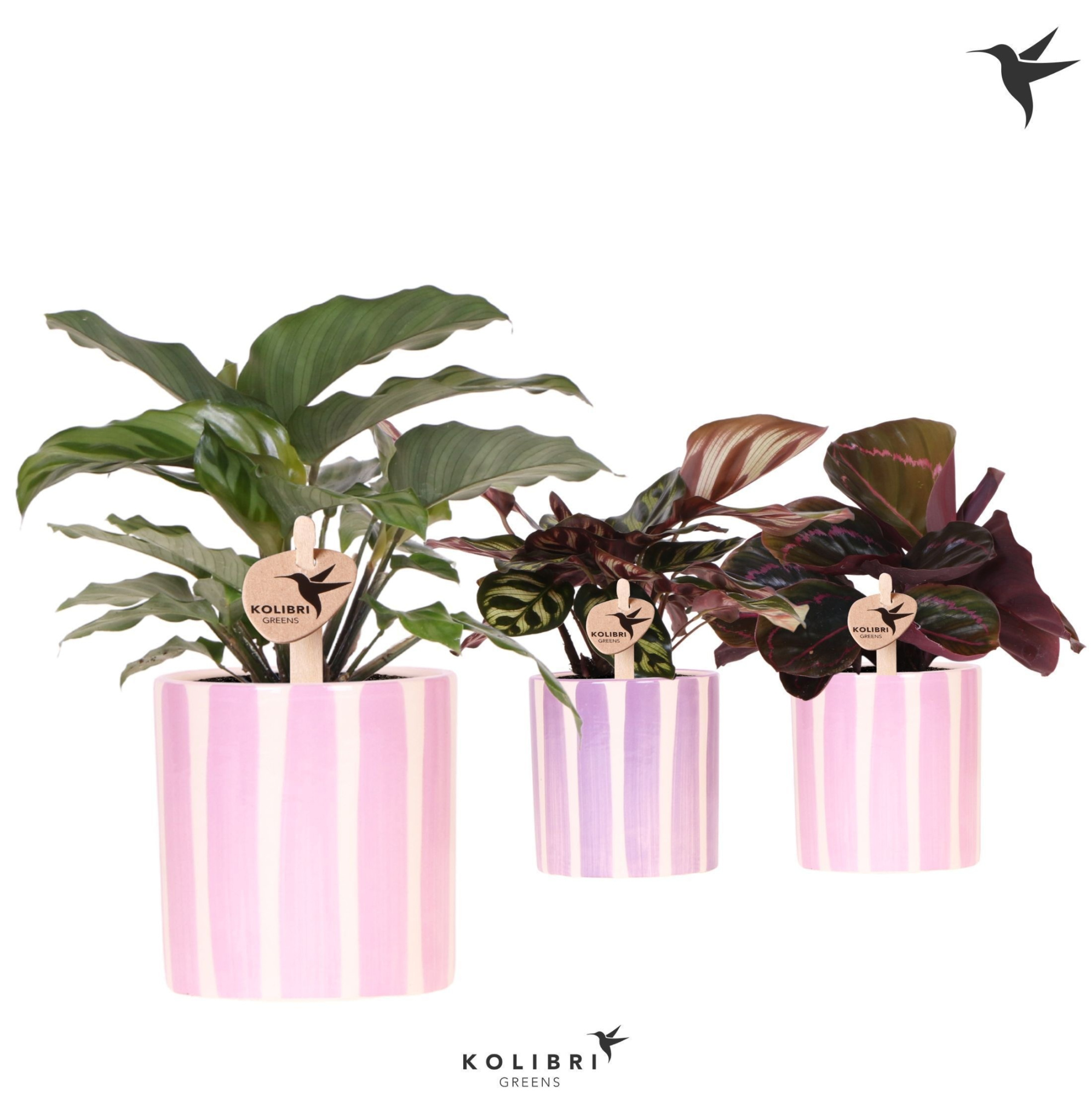 Kolibri Greens Calathea mix in Painted Stripe pot pink mix, D 9 cm