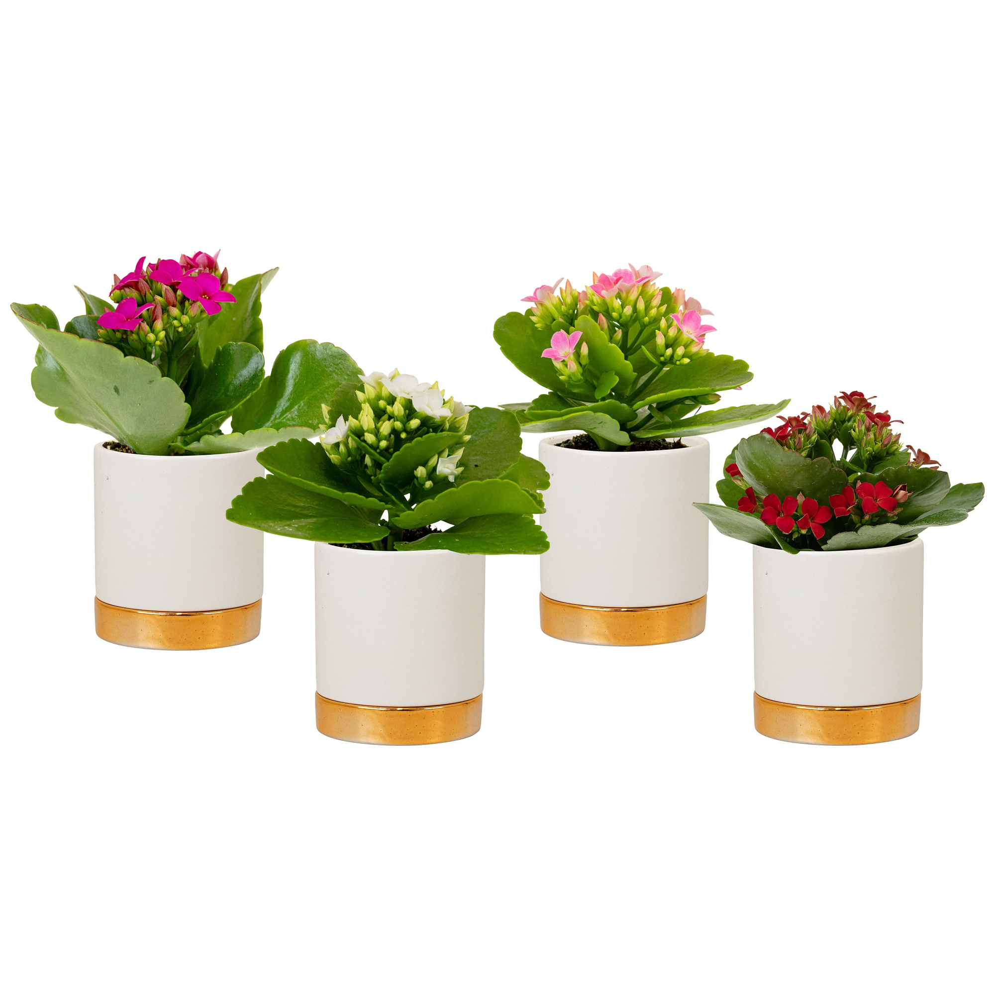 Classy with Kalanchoe, D 6