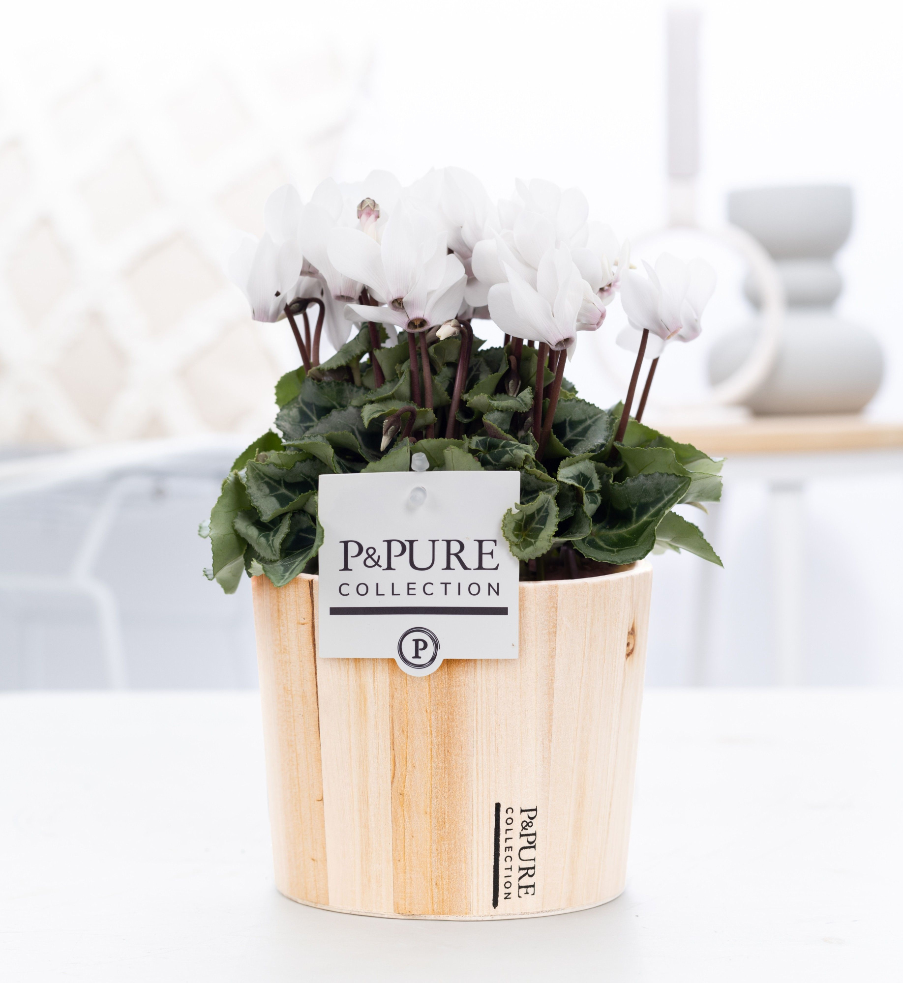 Cyclamen SS Picasso Wit Wood PC, D 14 cm