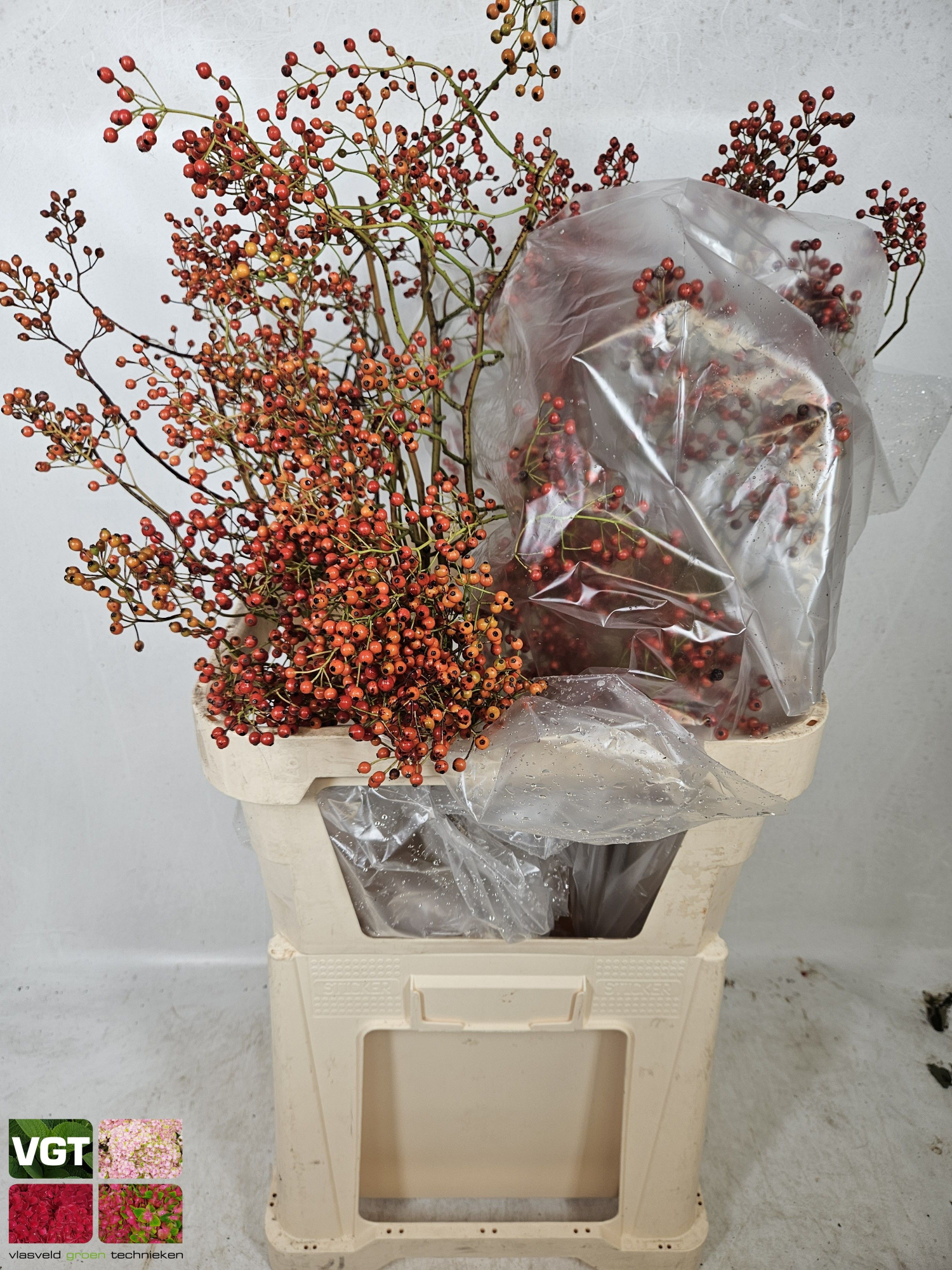 Рузботель Коралло 80, шт.