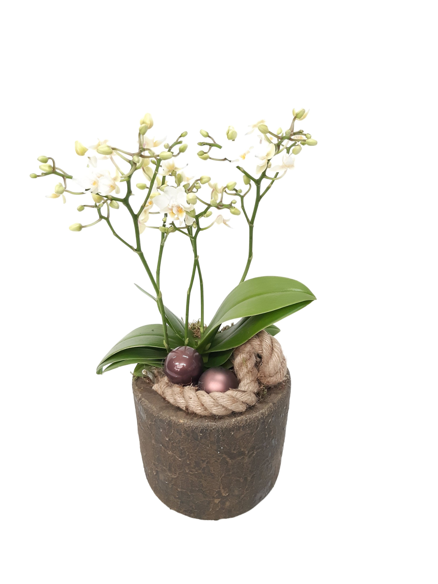 RCC16PWOKST Rude Copper Cilinder Pot Wild Orchids 4t+ Kerst, D 16