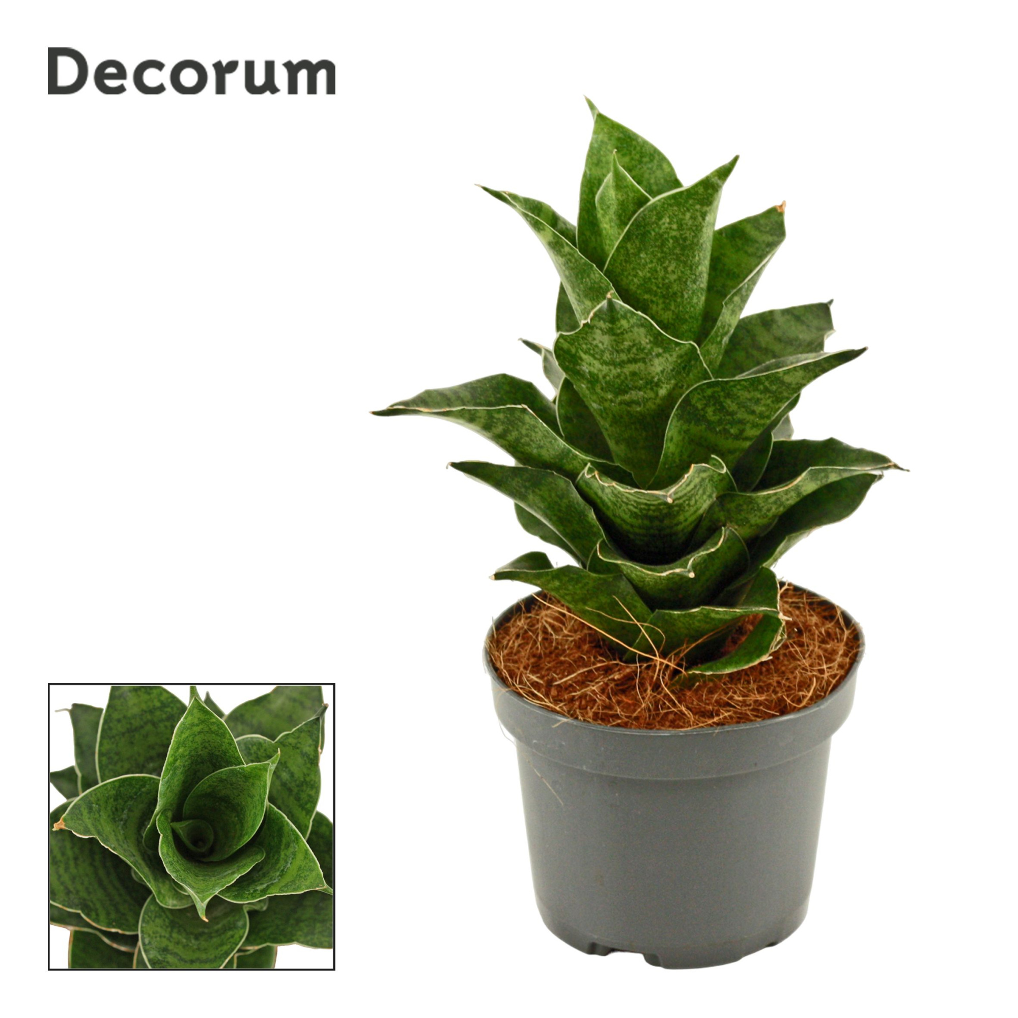 Sansevieria Mahanakorn 9 cm (Decorum), D 9