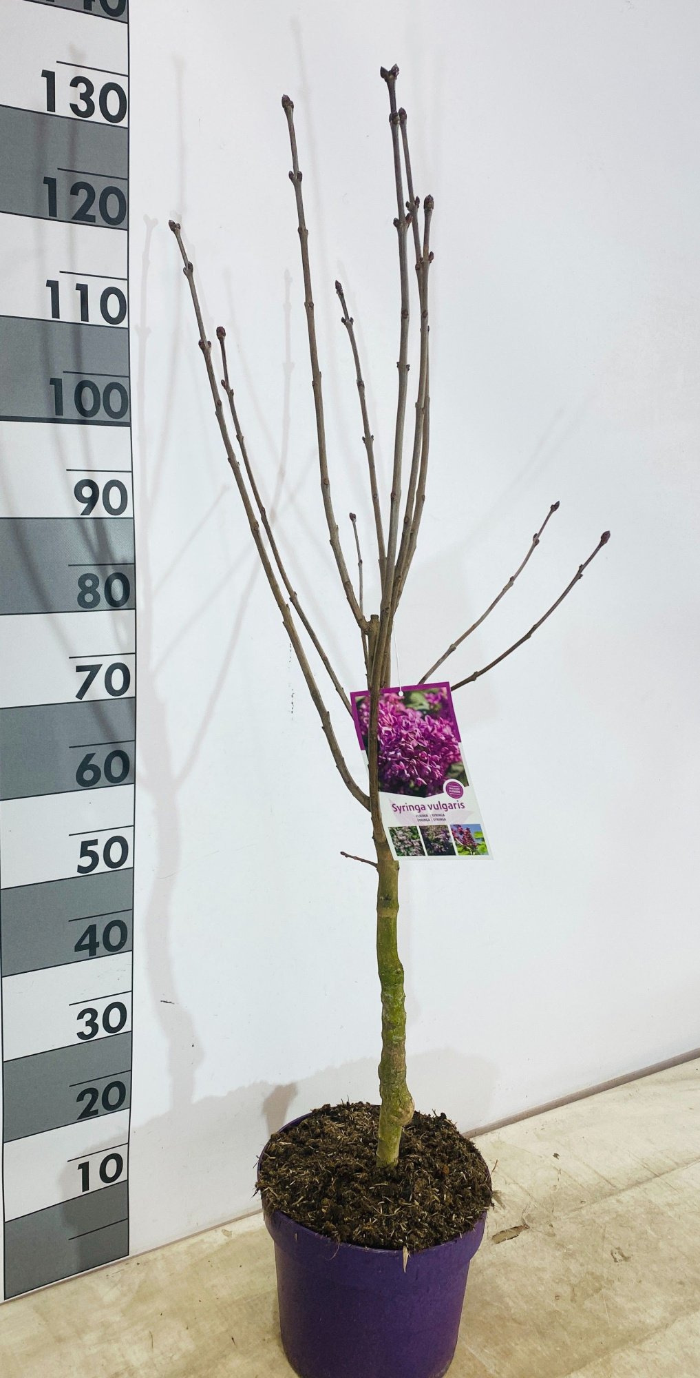 Syringa vulgaris Paars op stam, D 26