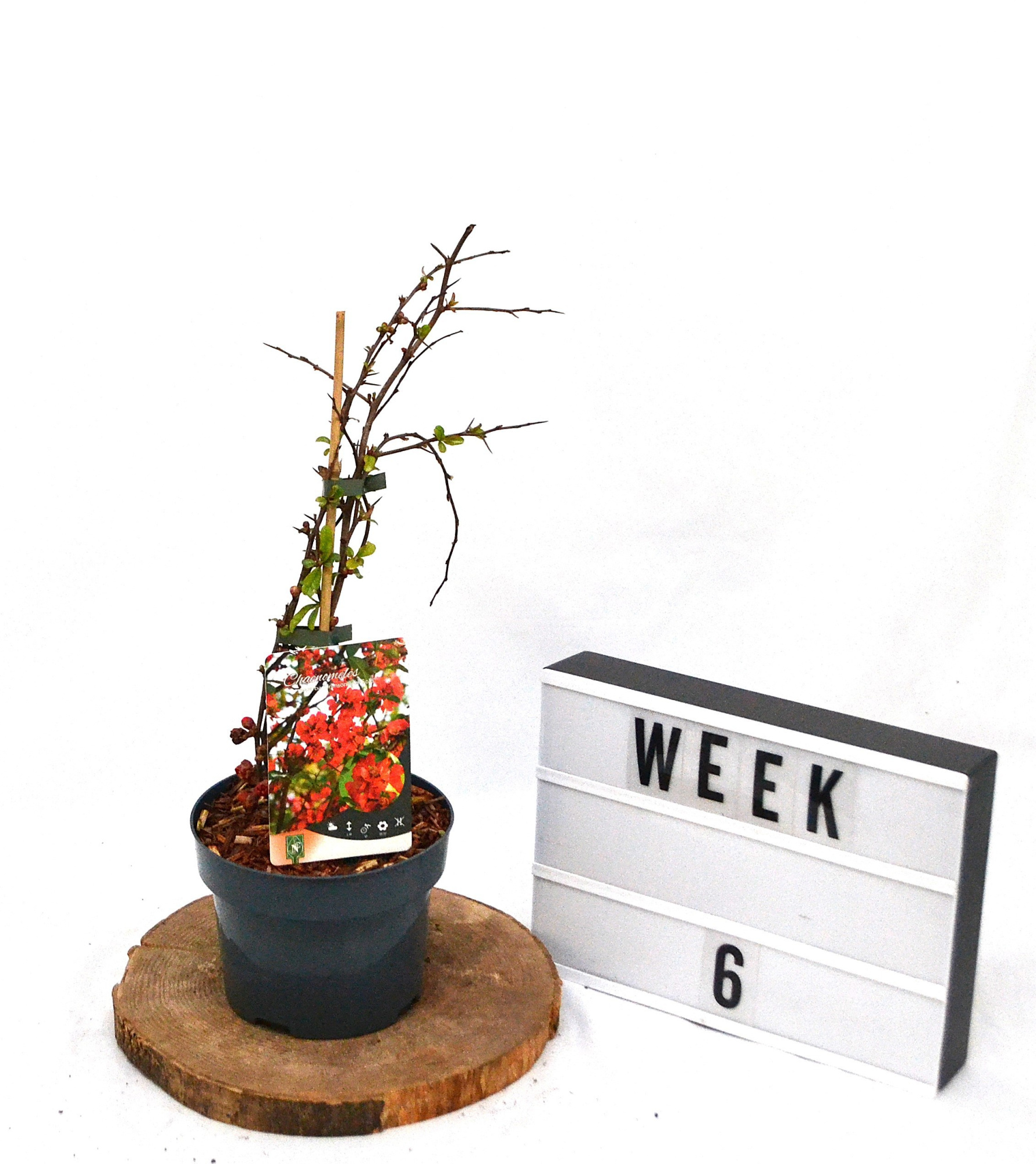 Cheanomeles spec. Crimson and Gold C2, D 17