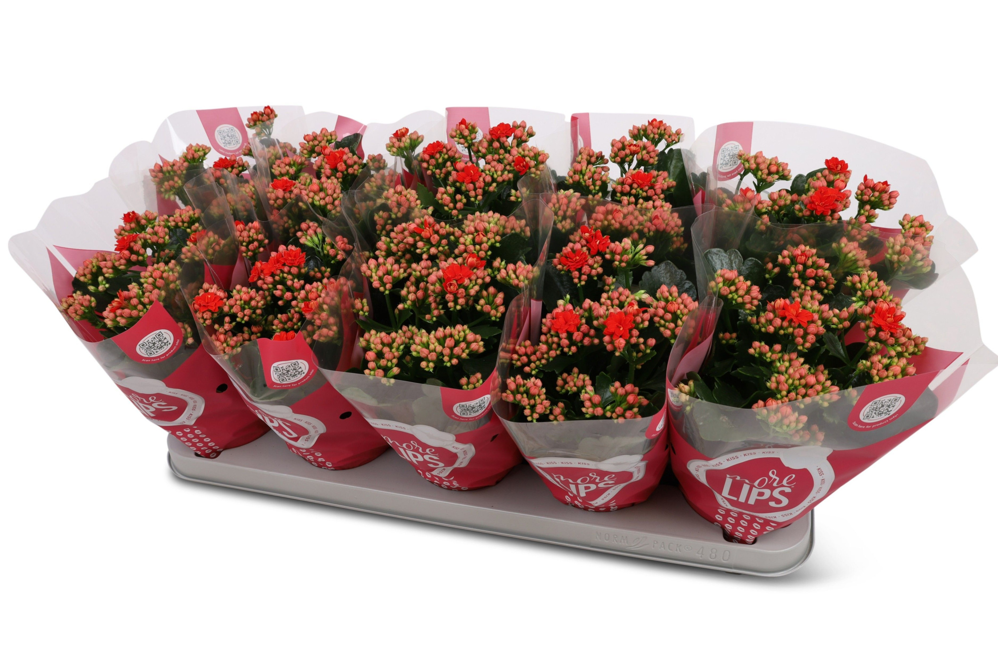 Kalanchoë Perfecta Red MoreLIPS hoes, D 12 cm