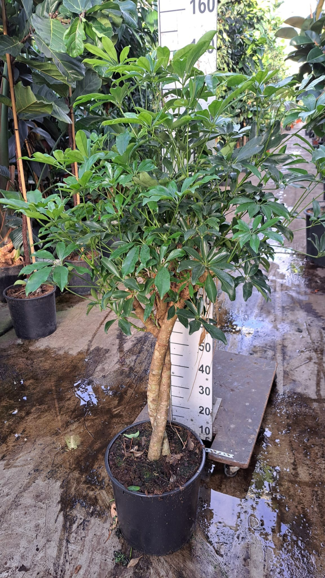 Schefflera Compacta twister 150, D 35