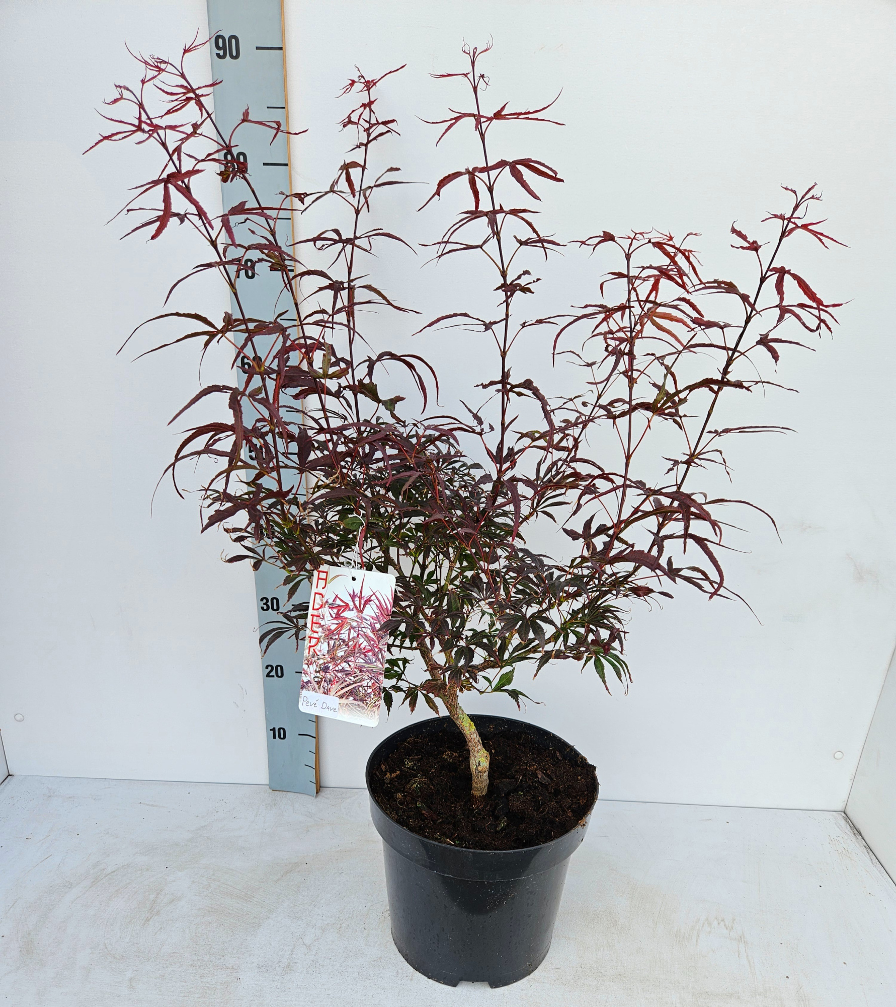 Acer palmatum 'Pevé Dave', D 26 cm