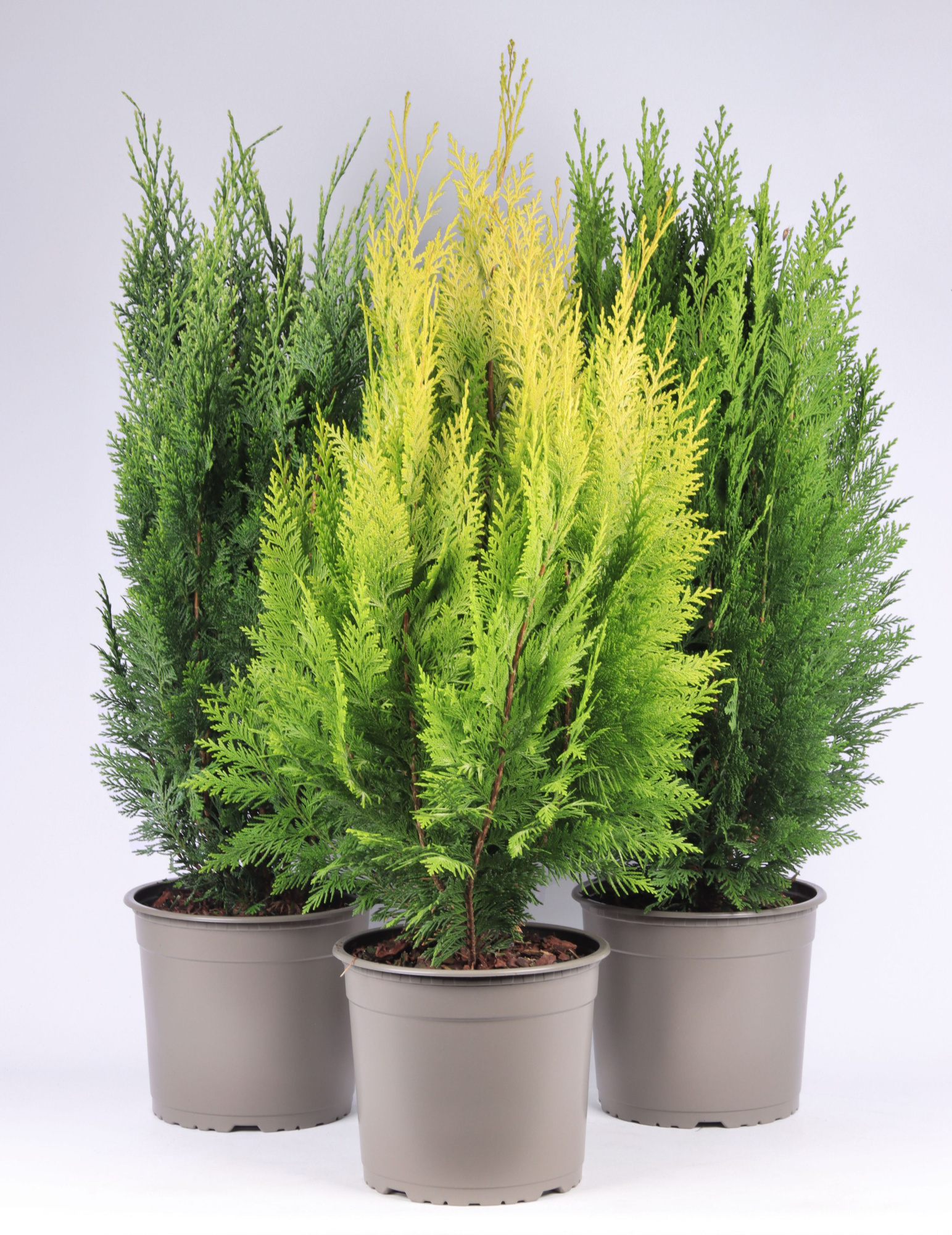 Chamaecyparis gemengde bak, D 23 cm