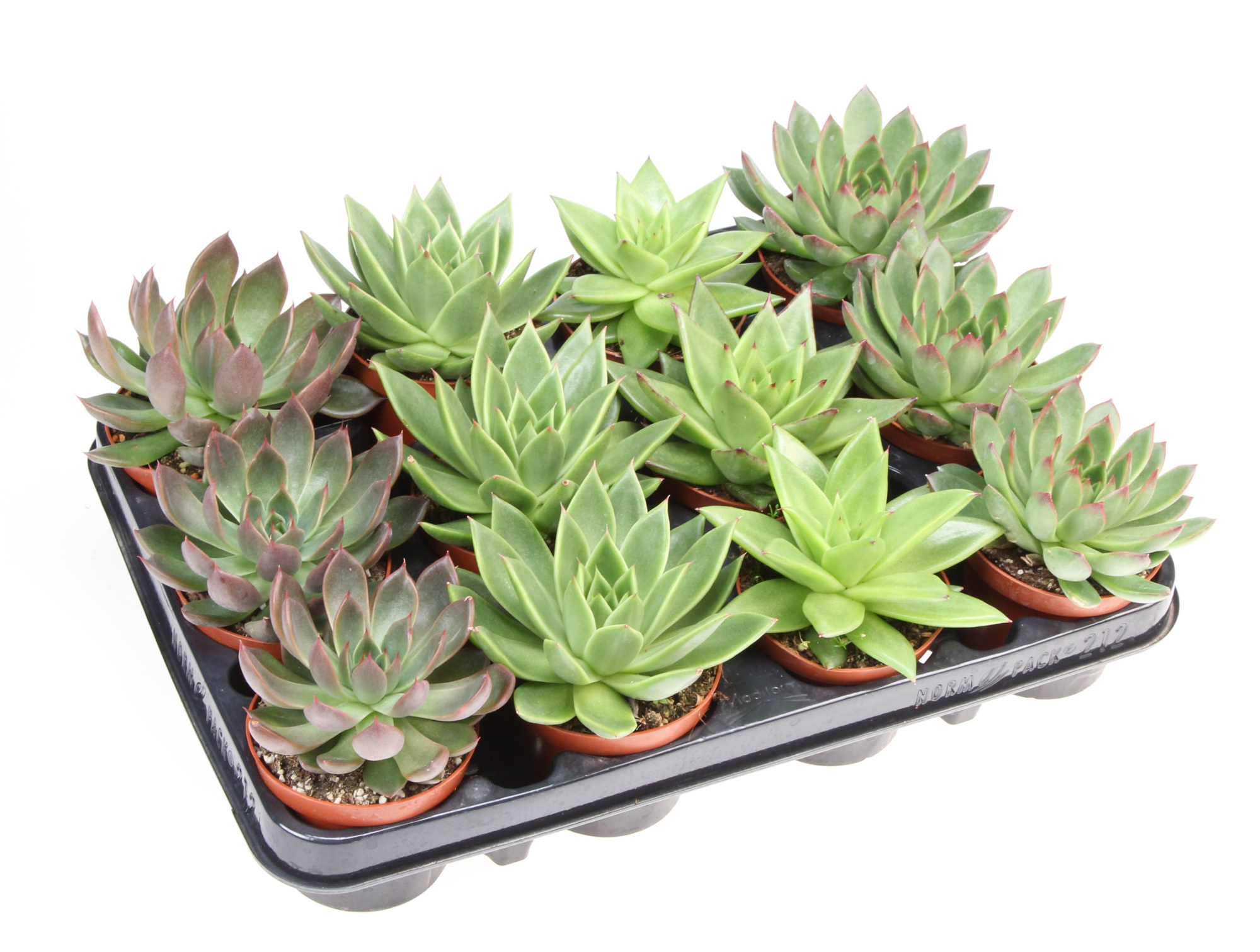 Echeveria agavoides mix, D 8,5 cm