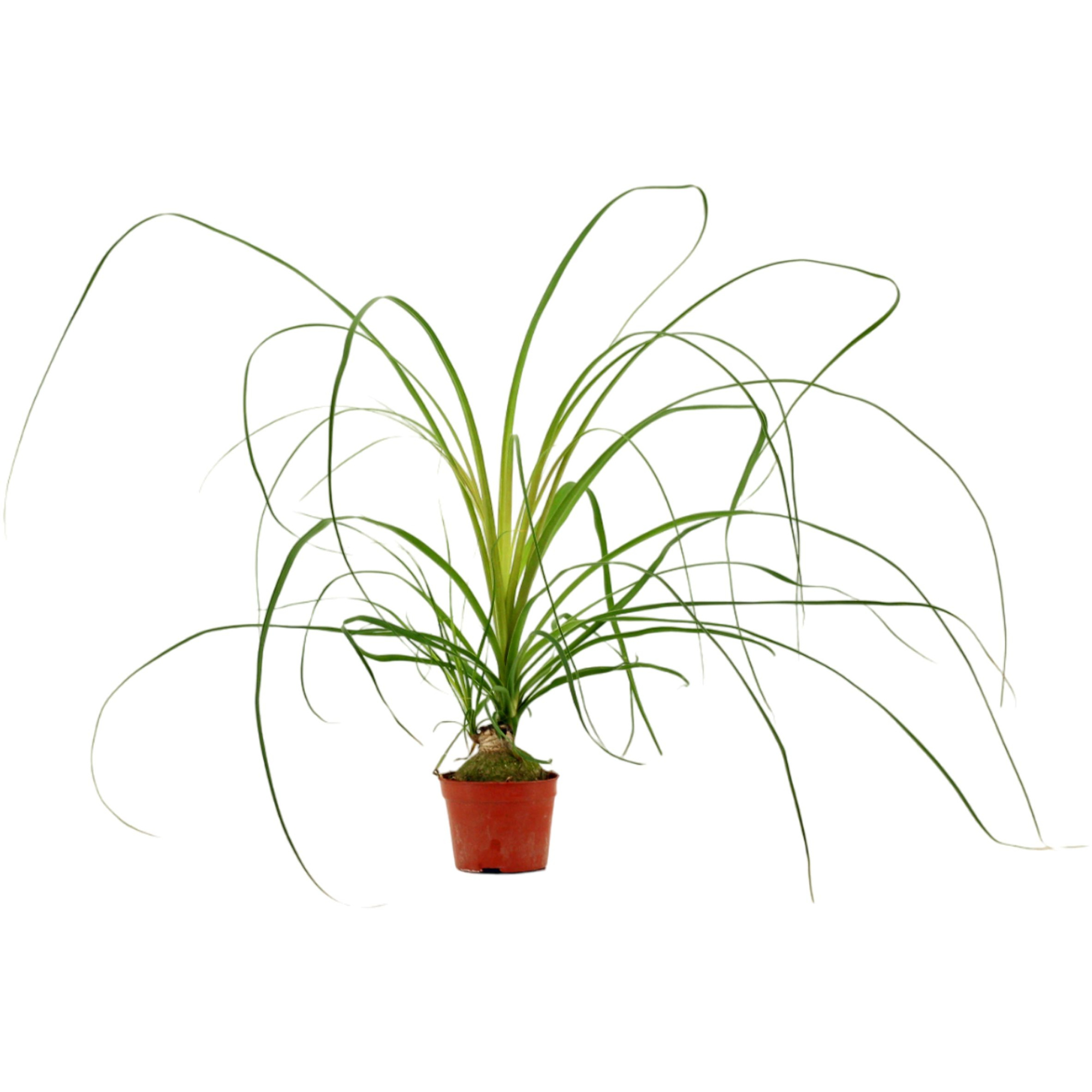 Beaucarnea A2 bol 9 cm, D 9 cm