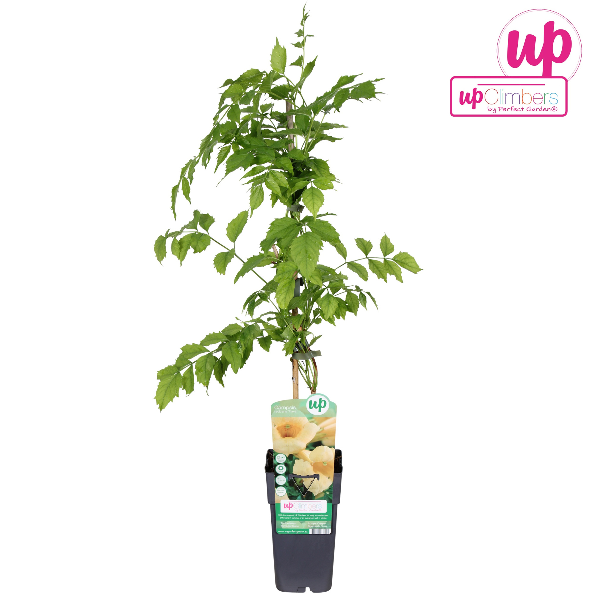 Campsis radicans Flava (geënt) P15, D 15 cm