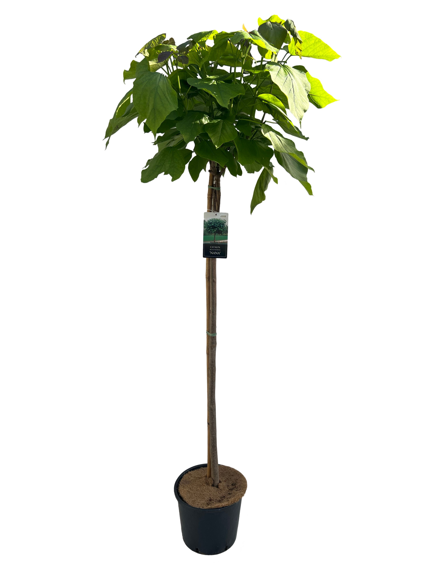 Catalpa big. 'Nana' stam 120 cm, D 27 cm