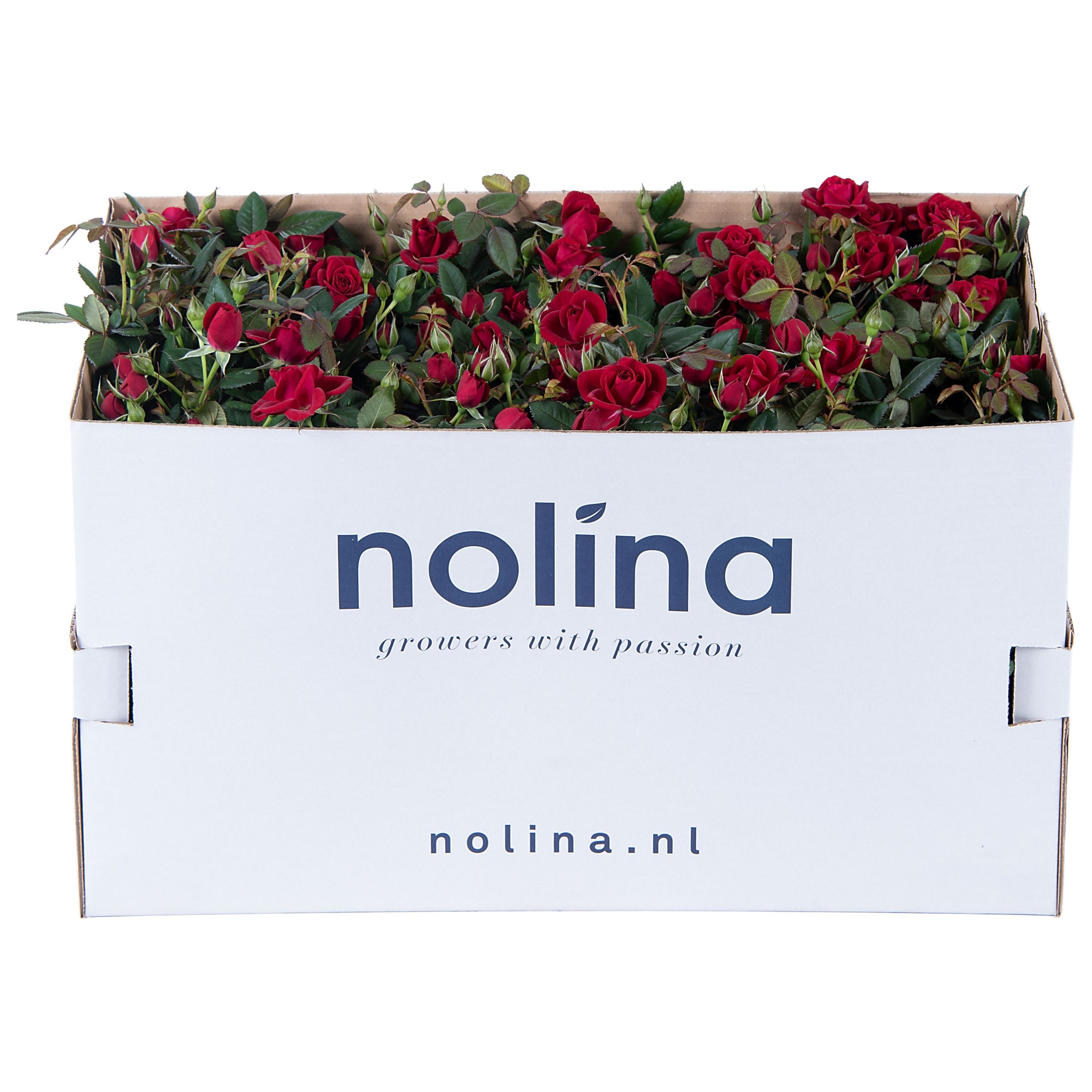 Nolina Roses Ø 10,5 cm Red in box st. 1-2, D 10,5 cm