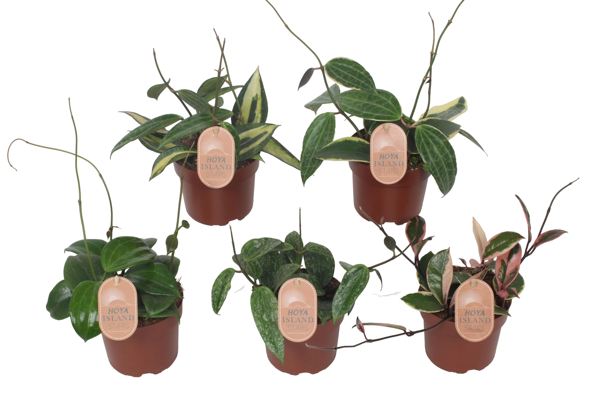 Hoya mix 12cm - 5 soorten, D 12 cm