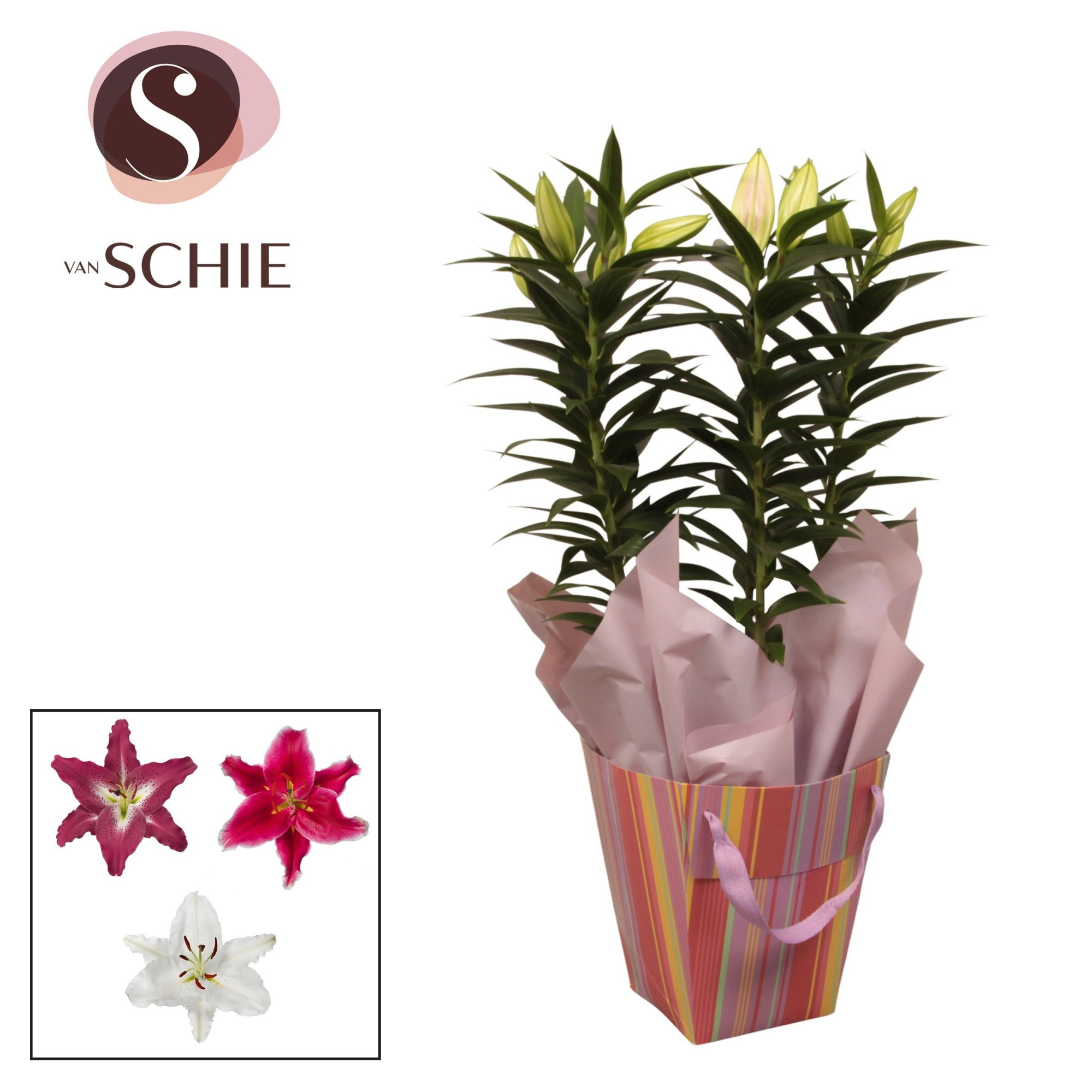 Oriental 17cm Bag STRIPES, D 17 cm