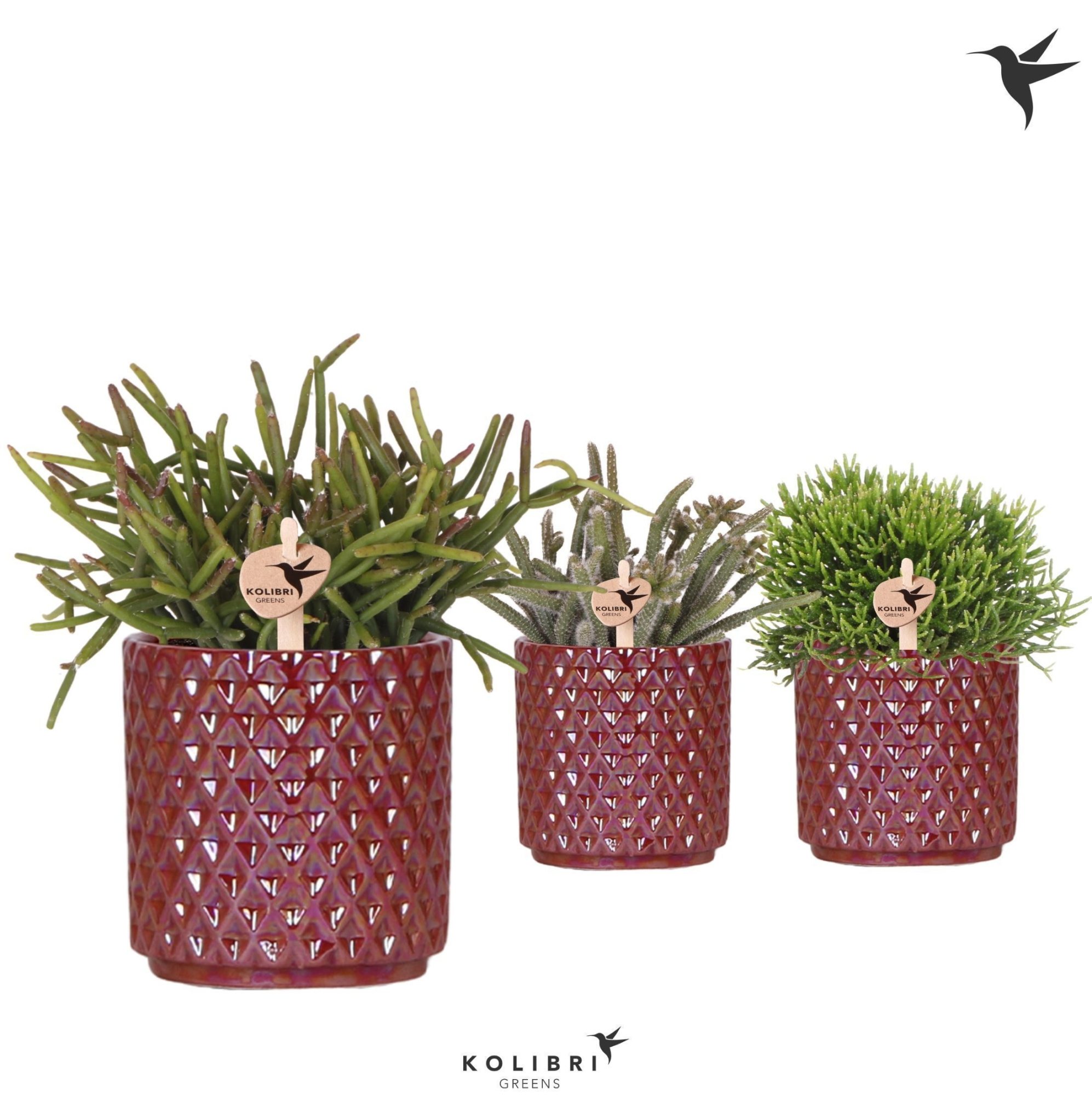 Kolibri Greens Rhipsalis mix in Diamond Pearl pot red, D 9 cm