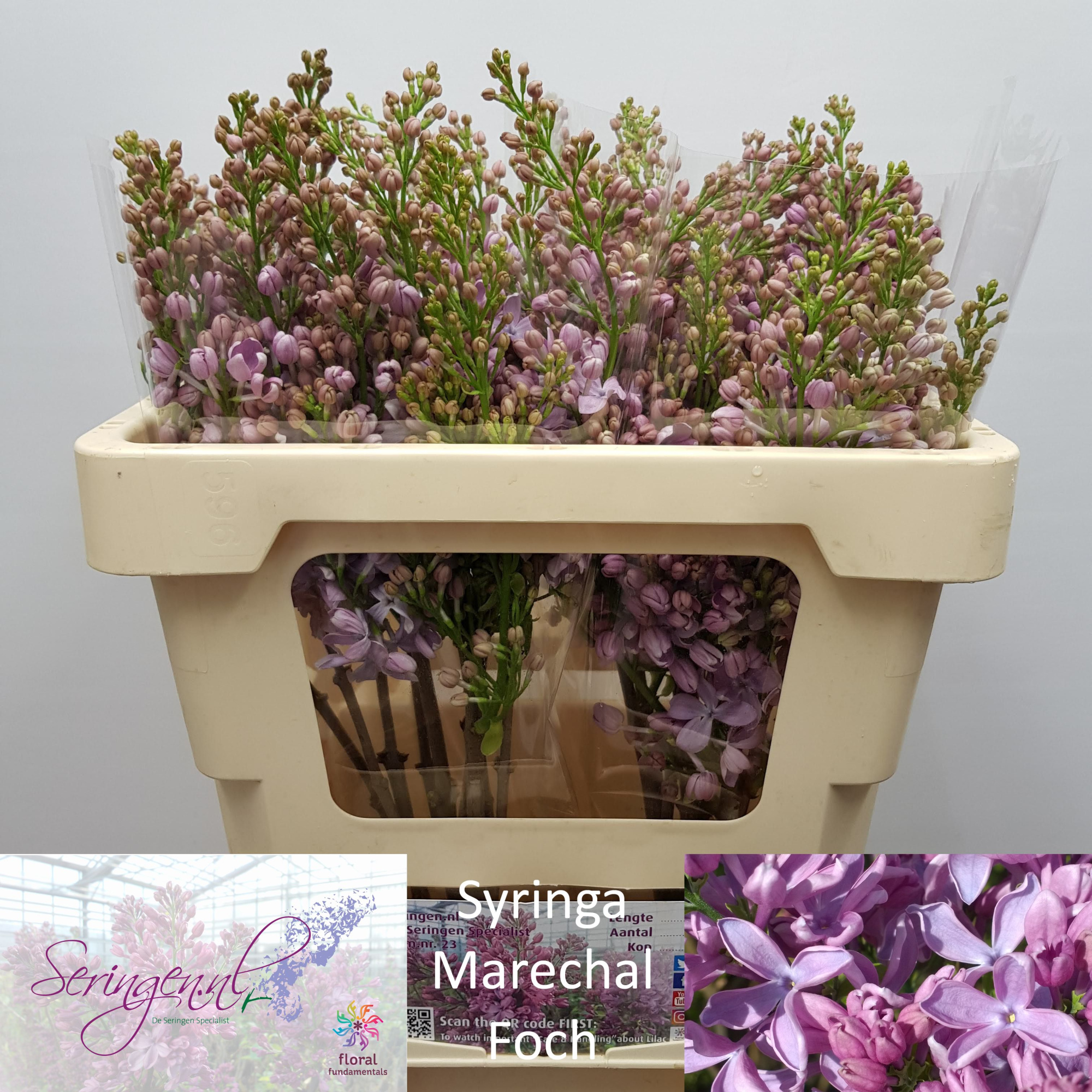 Сирень Маршал Фох 50 (роз.), шт.