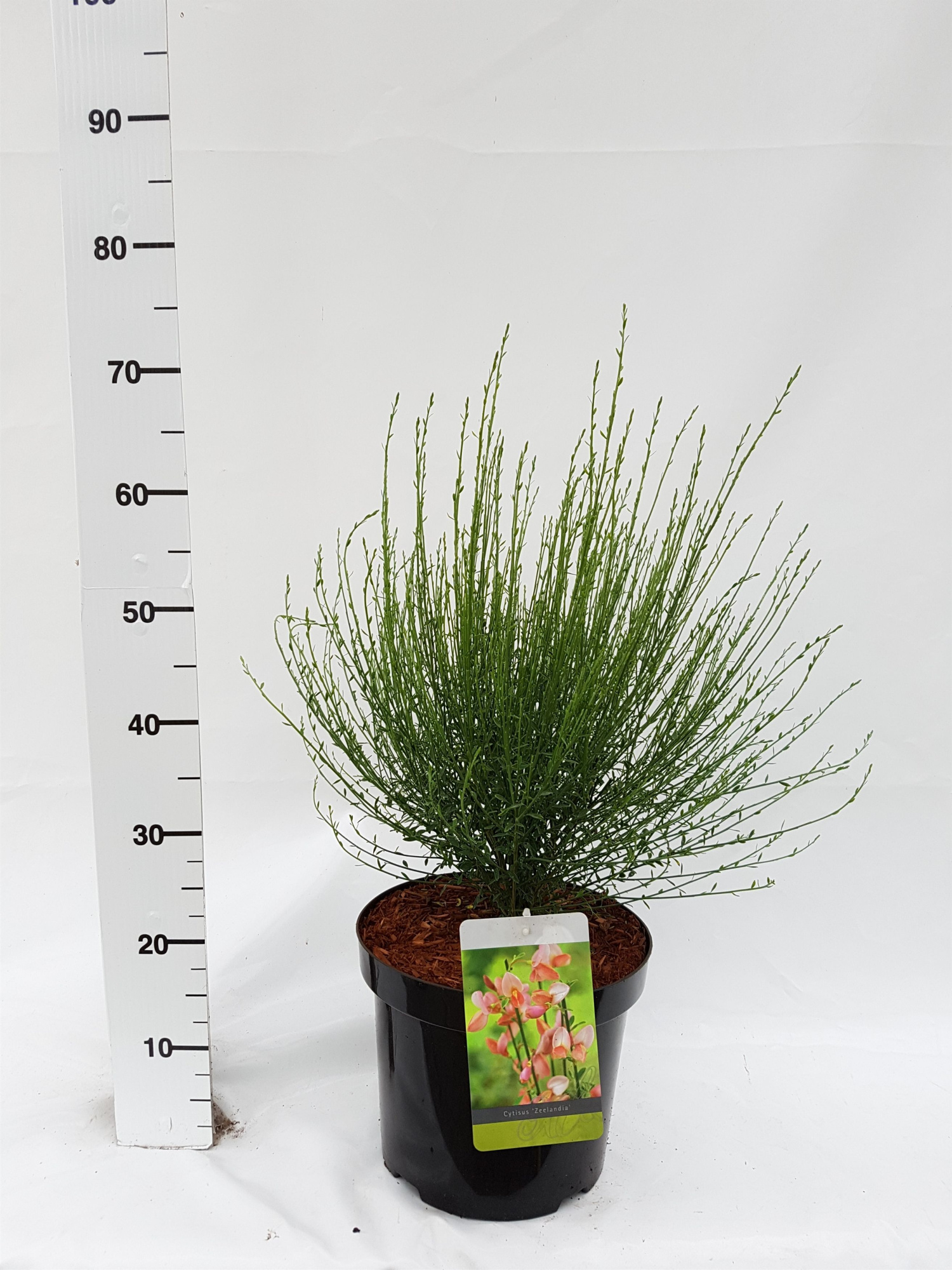 Cytisus Praecox Grp 'Zeelandia', D 26 cm