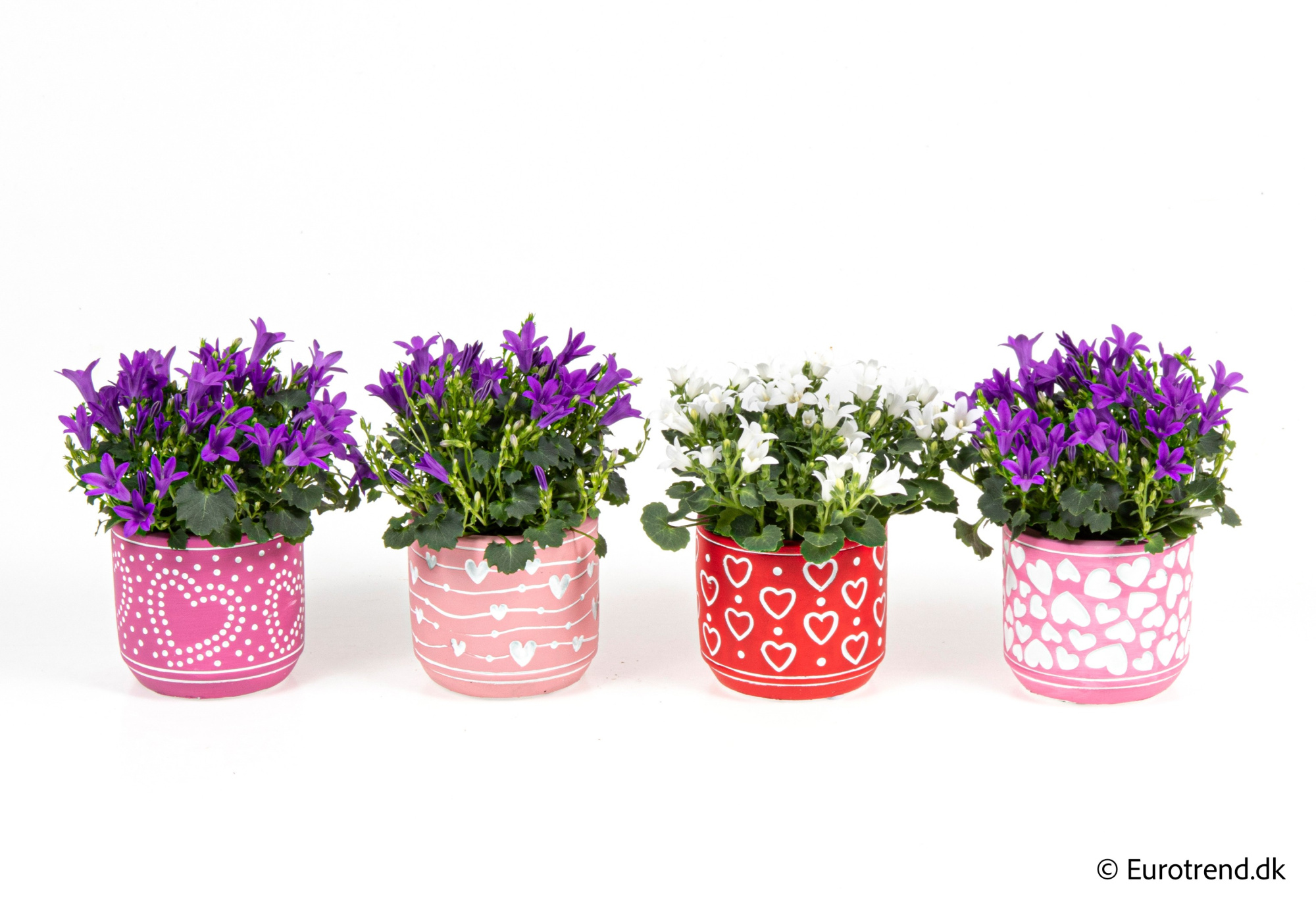 Campanula in Valentine ceramic 2026, D 6