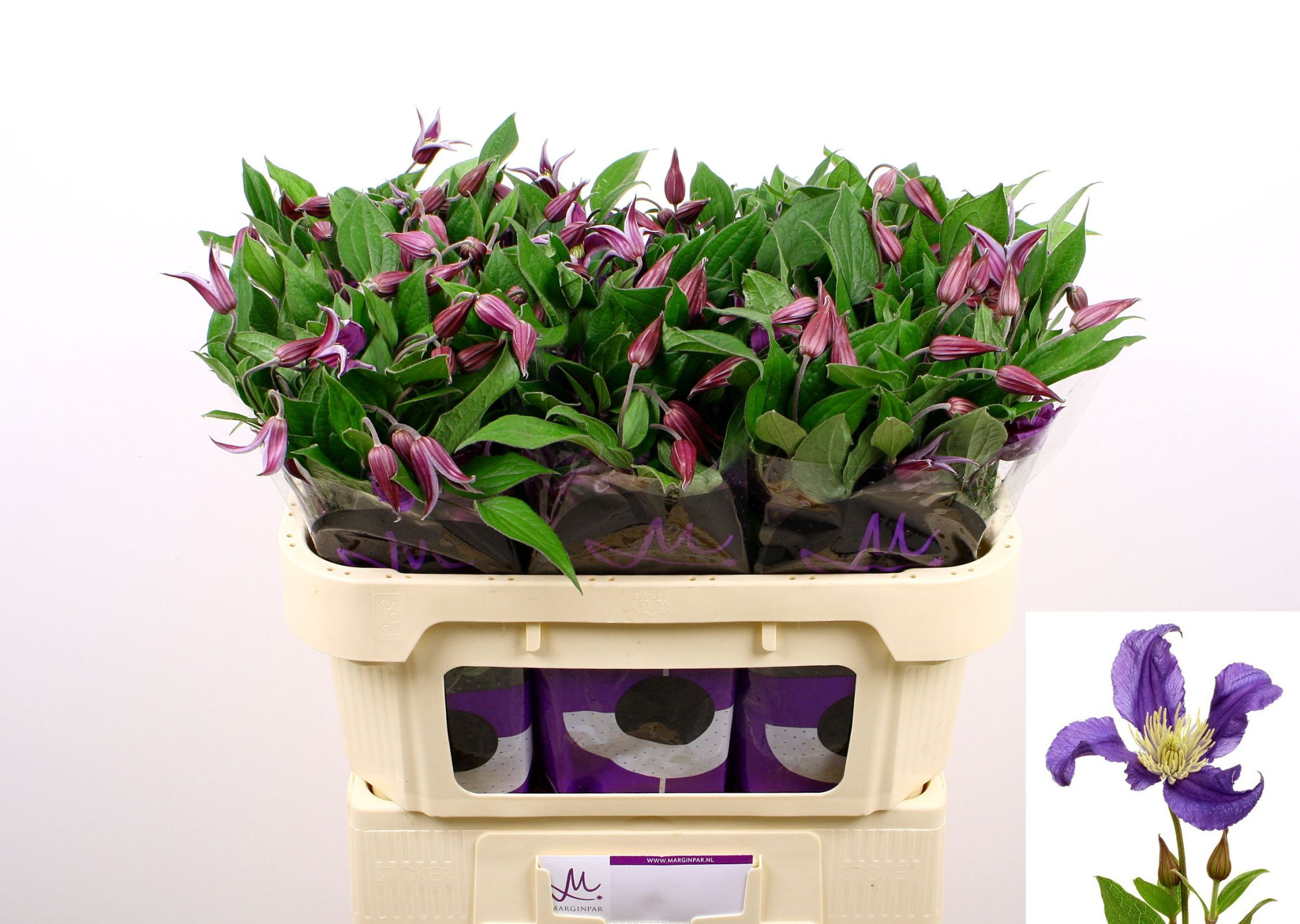 Клематис Блю Пируэт 70 (фиолет.), шт.