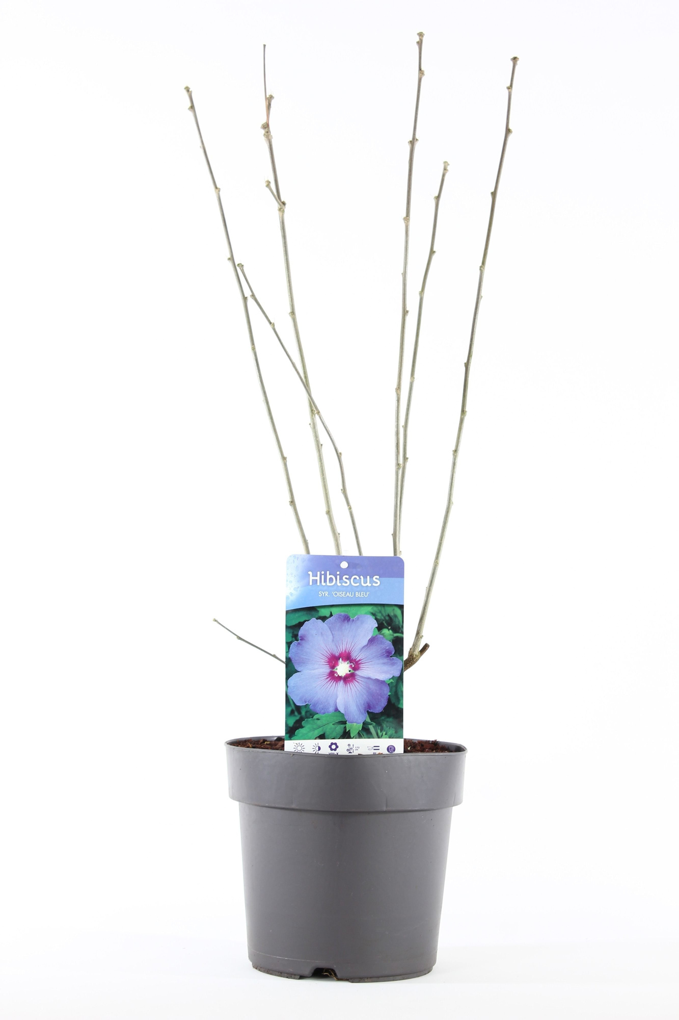 Hibiscus syr. 'Oiseau Bleu' P21/C4.6, D 21