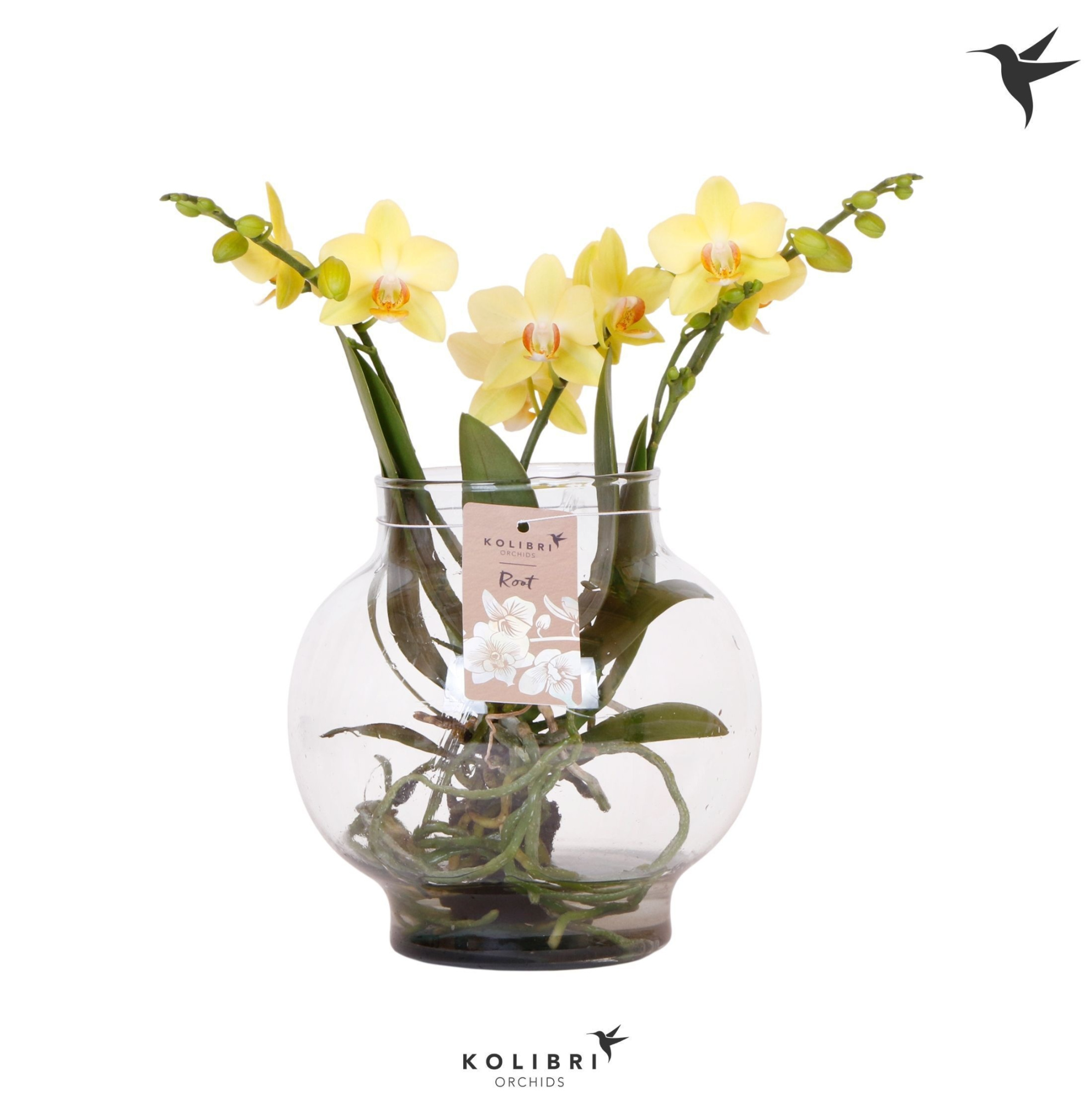 Kolibri Orchids Phalaenopsis Roots yellow in glas bowl transpara, D 16